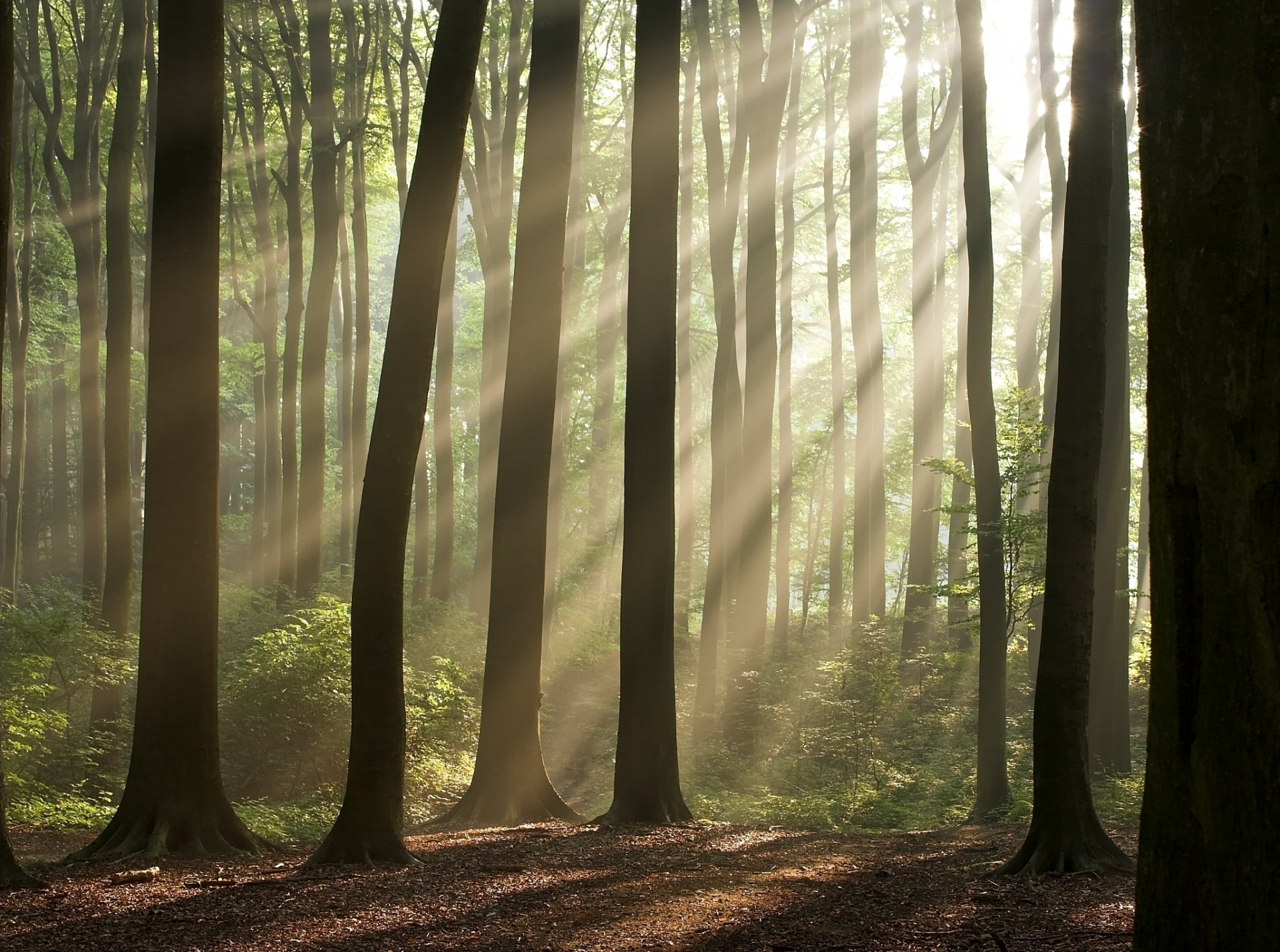 natura las drzewa promienie słoneczne tapety na pulpit