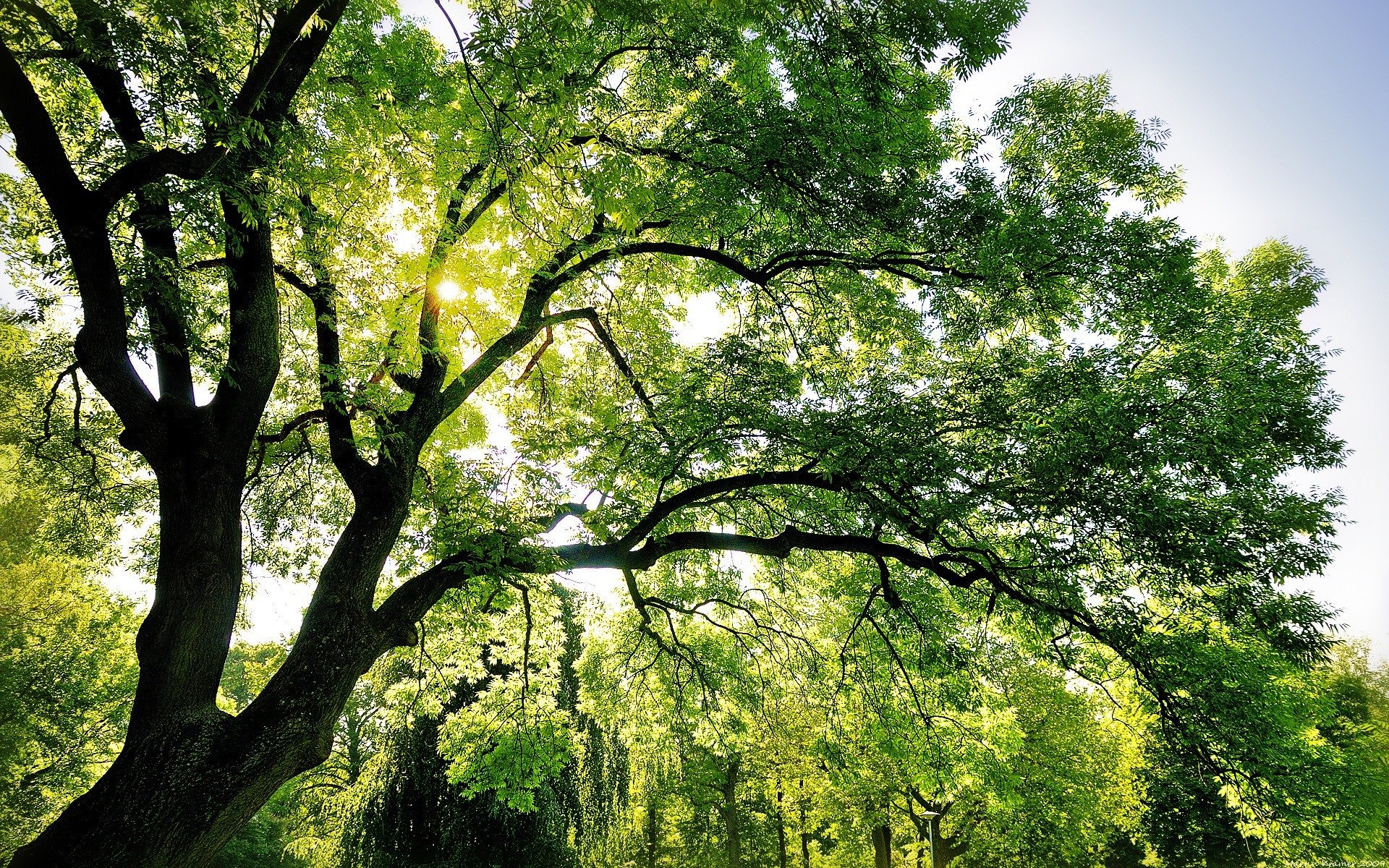 natur baum himmel