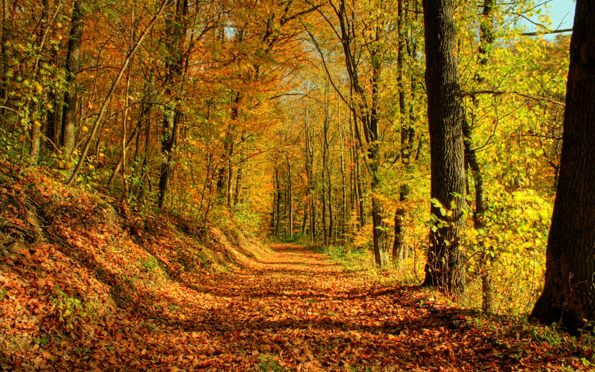 forest tree autumn leave