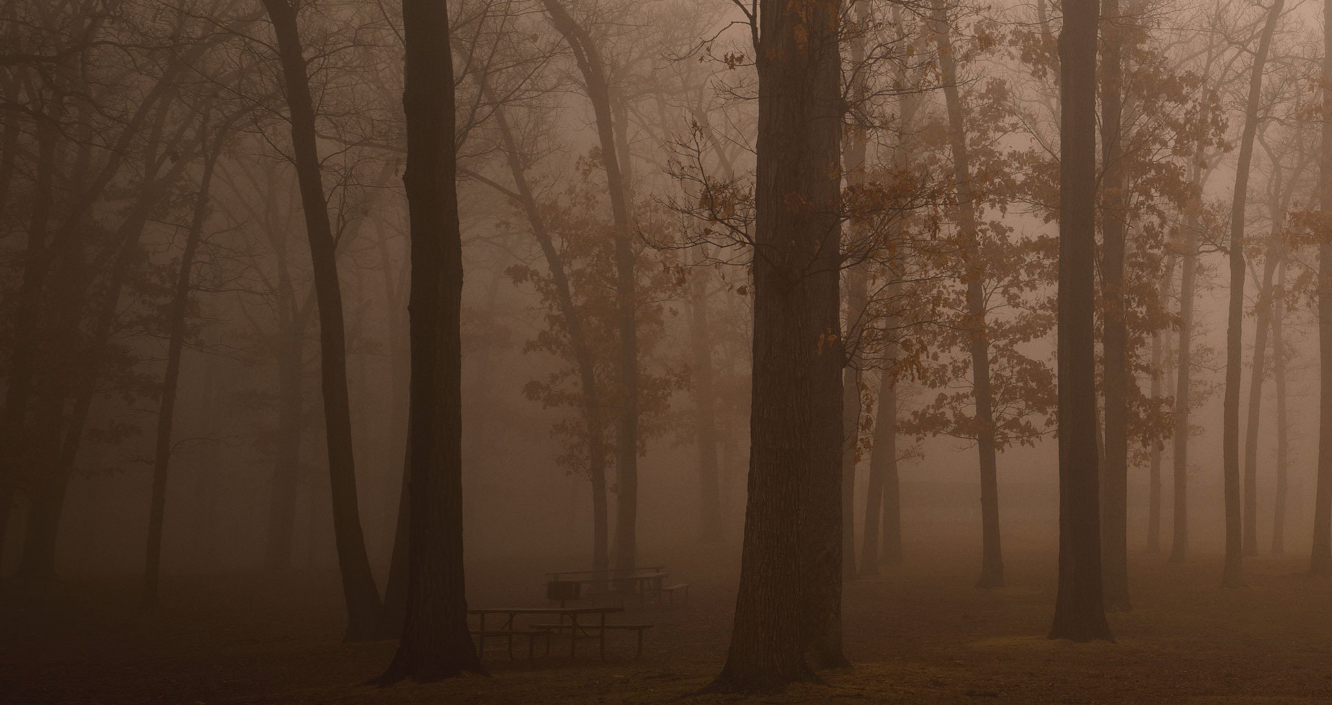 fog forest haze morning dark freshness tree benches sports freedom beauty