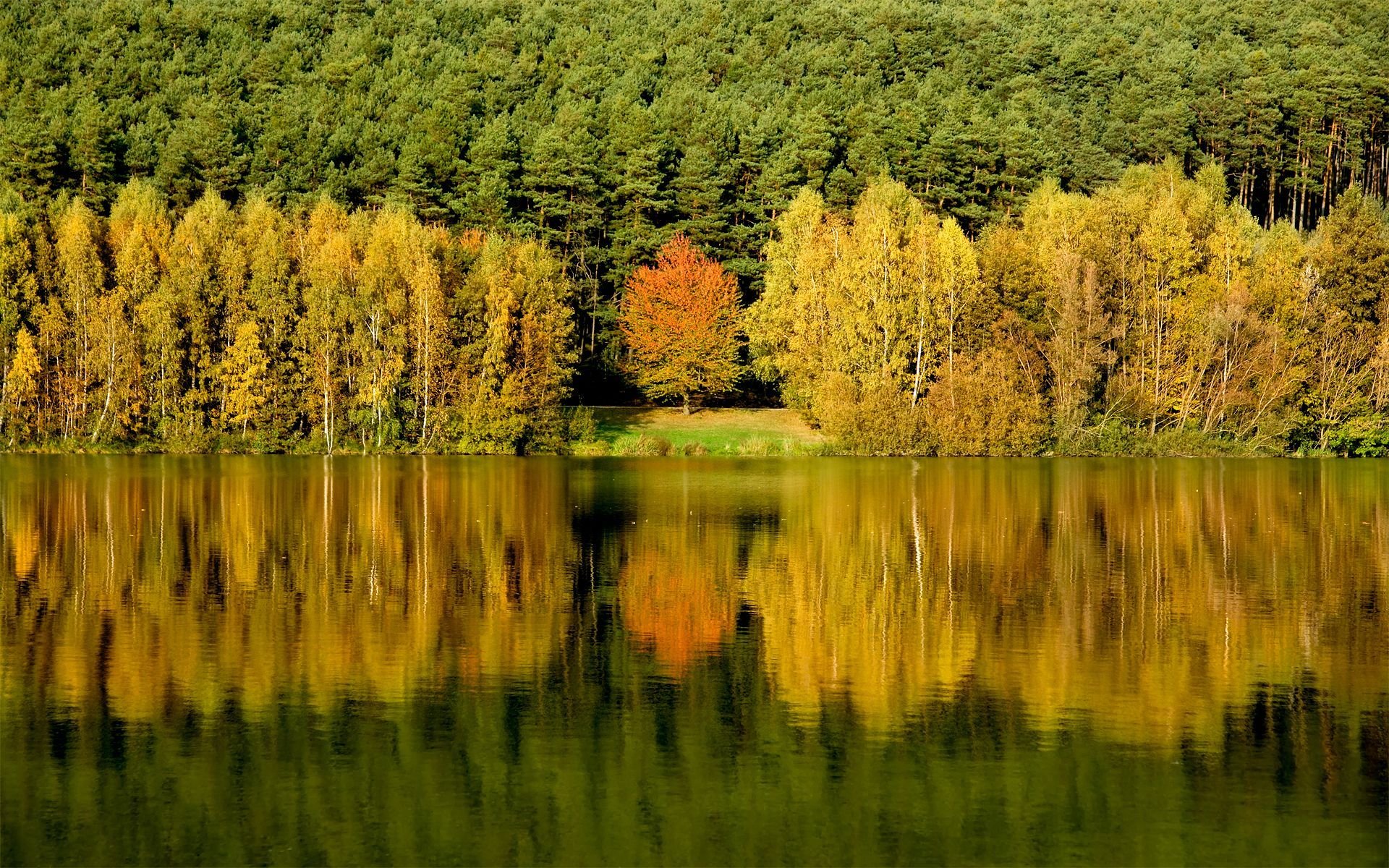 wald bäume wasser reflexion