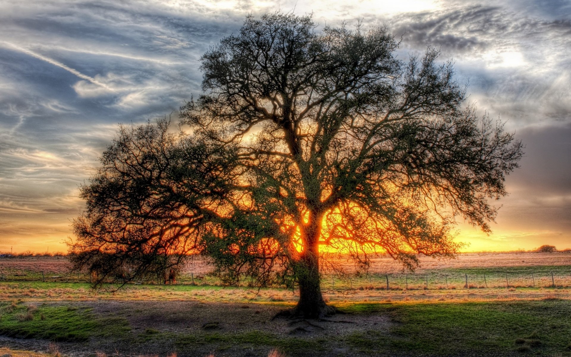 ramificado árbol claraboya sol