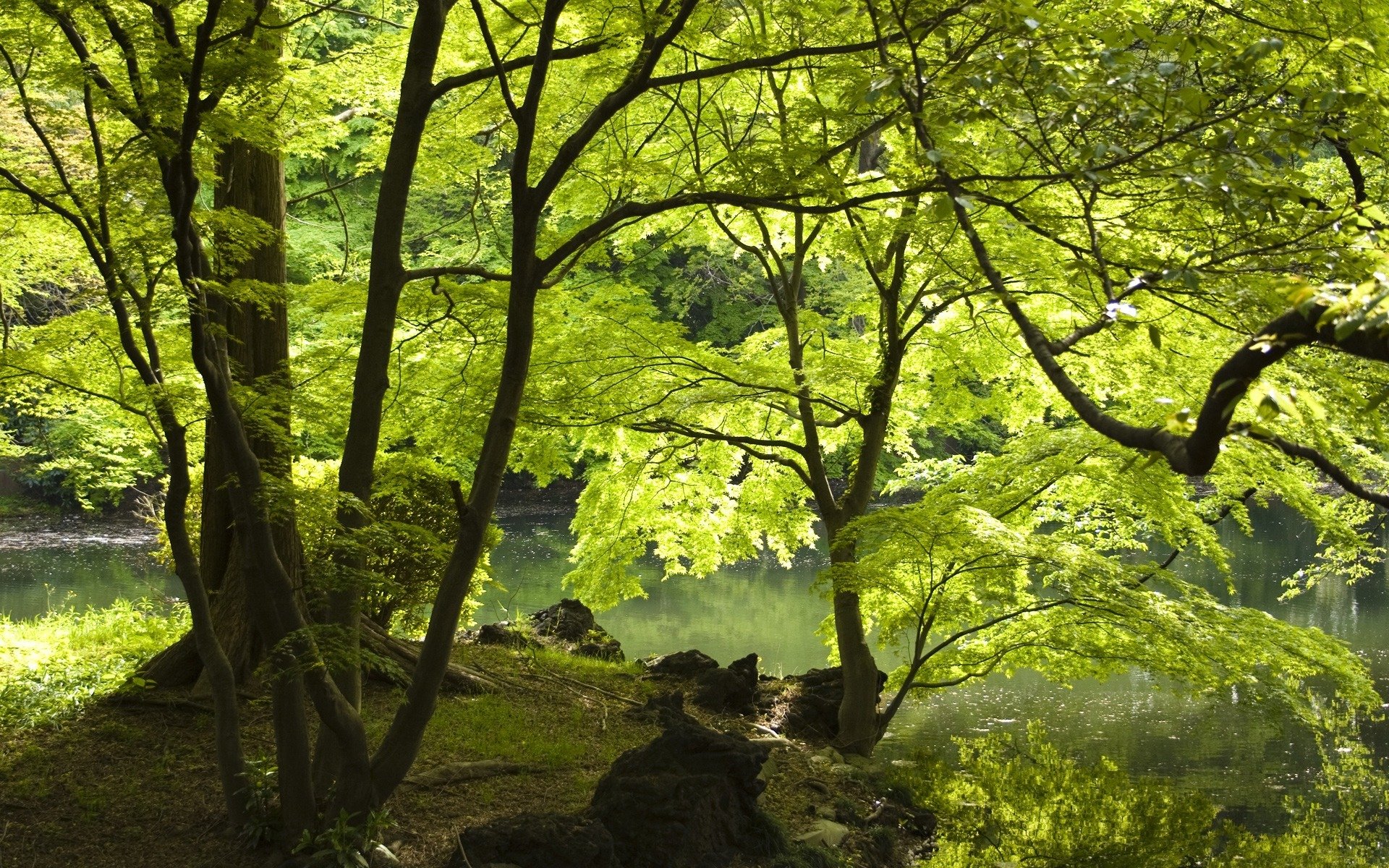 forêt arbres rivière