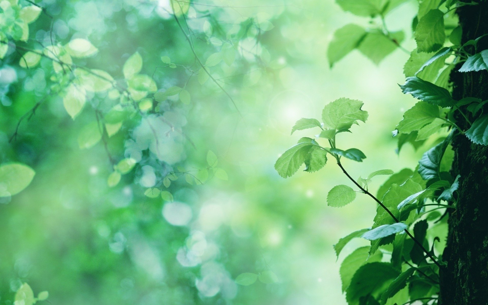 feuilles tronc arbre pousse éblouissement du soleil