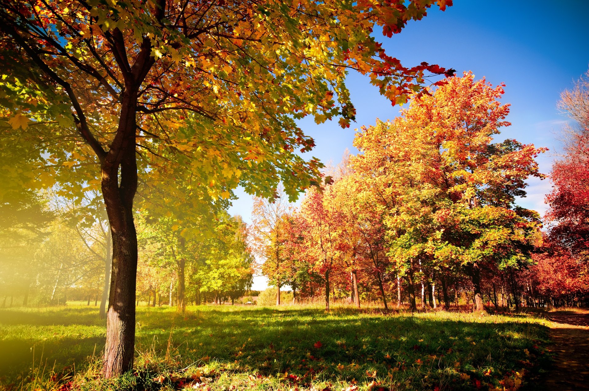 autumn trees autumn tree deciduous leaves track