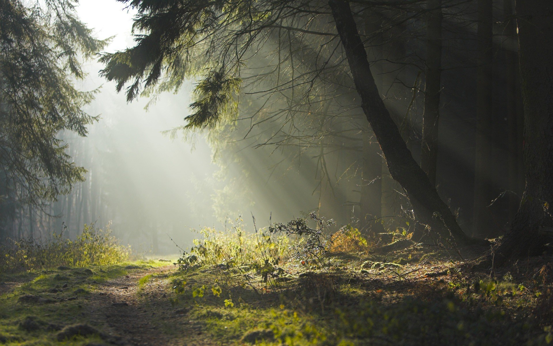 wald sommer dunst sonnenstrahlen straße bäume morgen abend fußweg schönheit natur