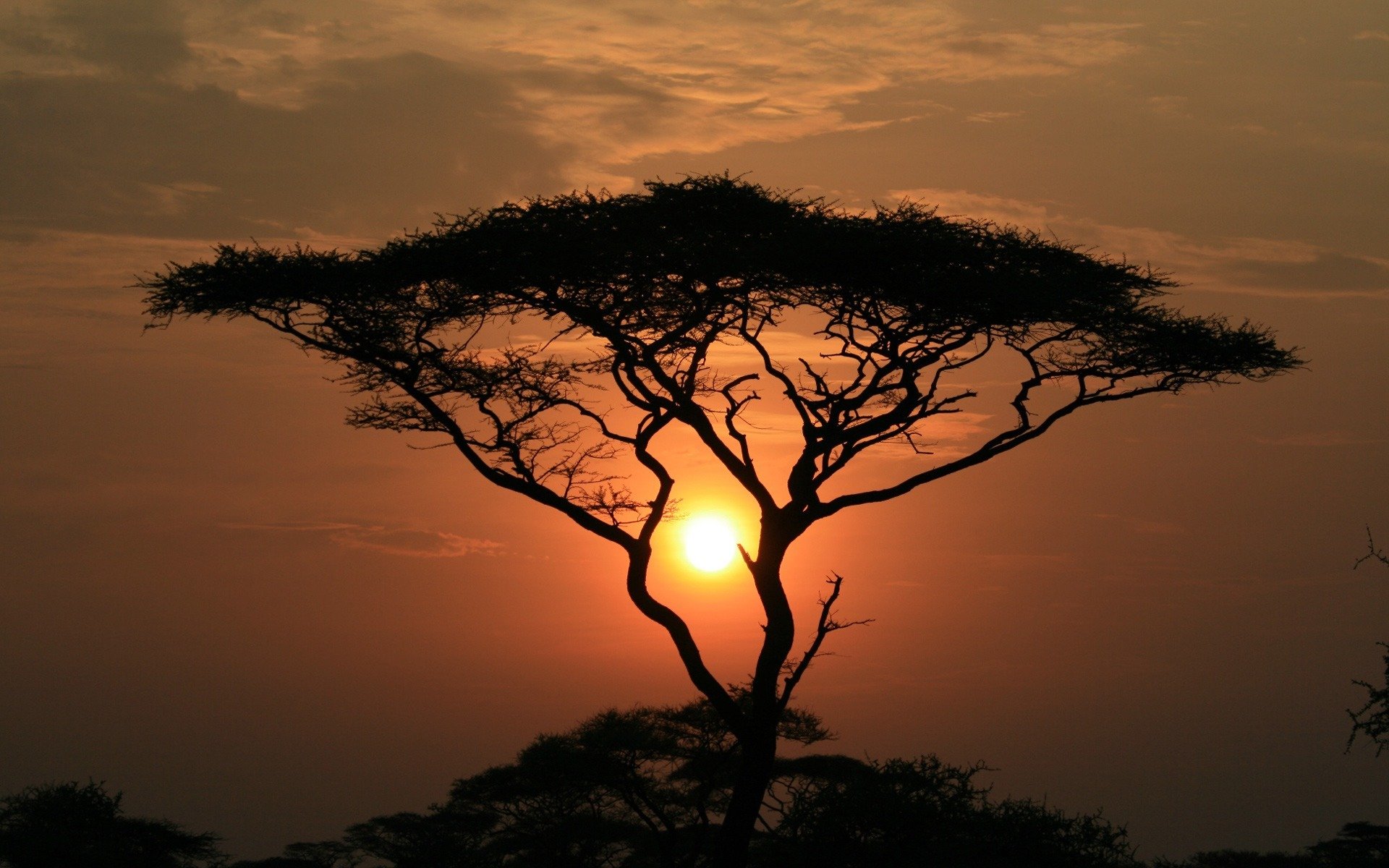 puesta de sol árbol nubes