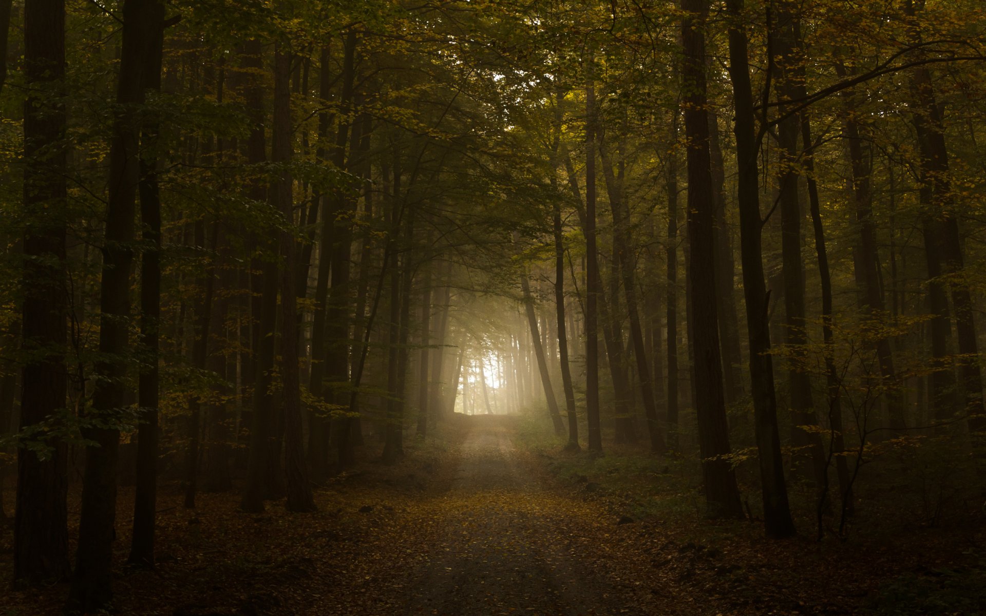 camino otoño follaje túnel luz