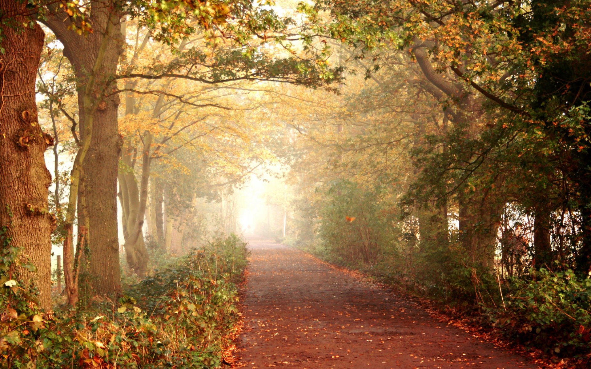 automne route sentier forêt arbres feuilles promenade nature