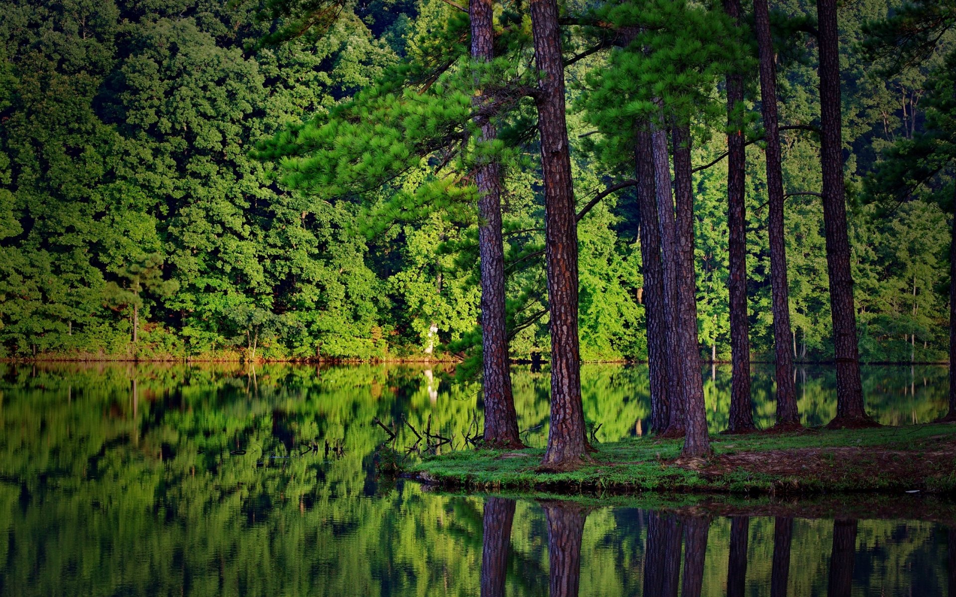 natura foresta abete rosso fiume riflessione in acqua