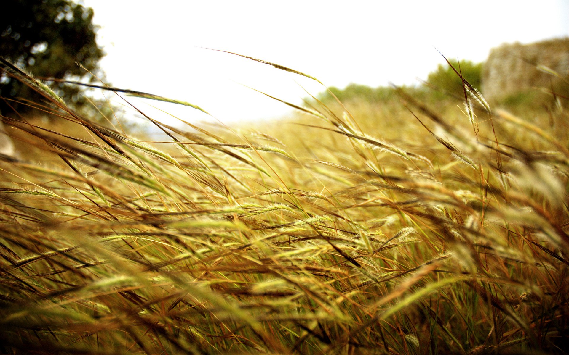 stiele gras feld natur