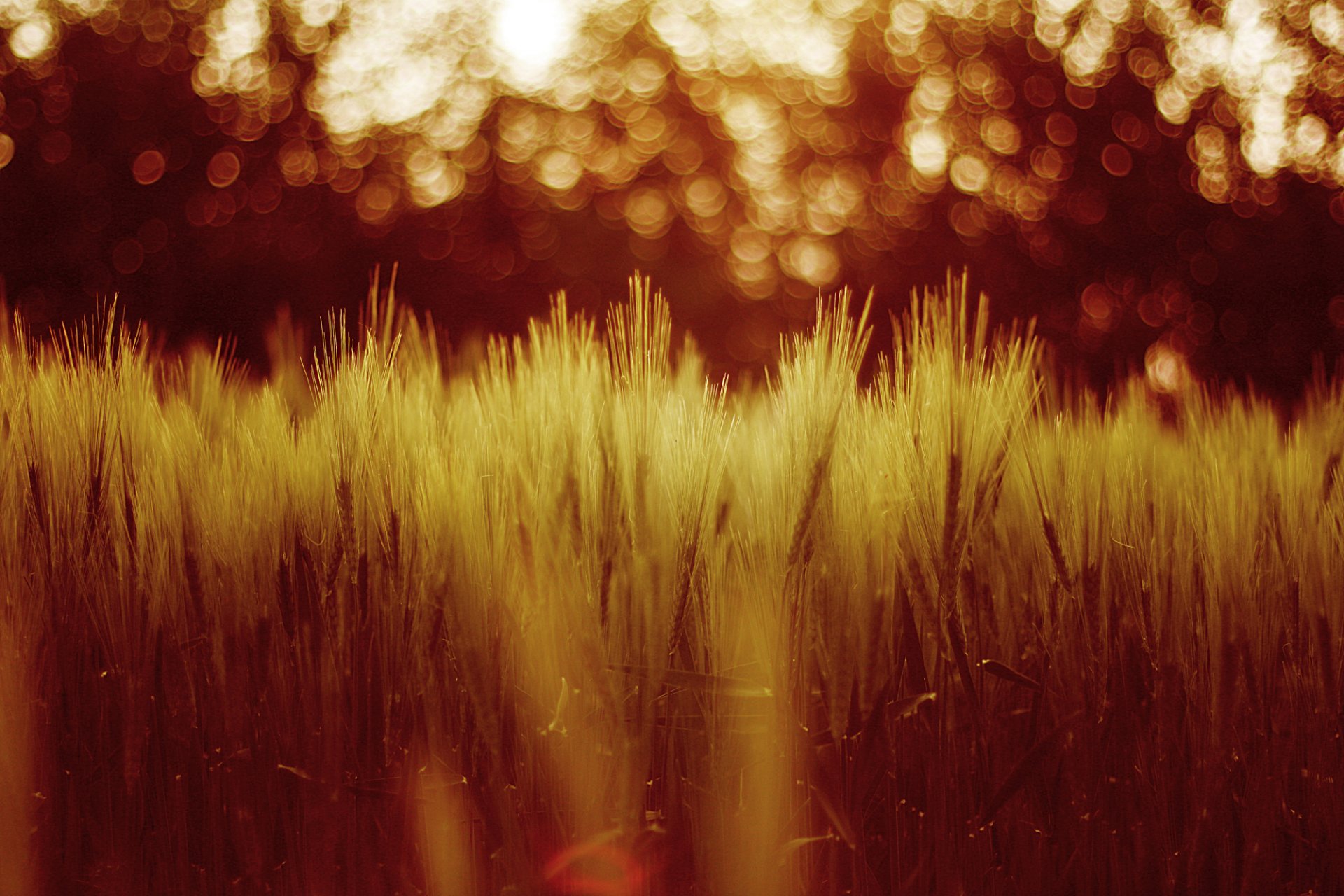 wheat the field grass nature