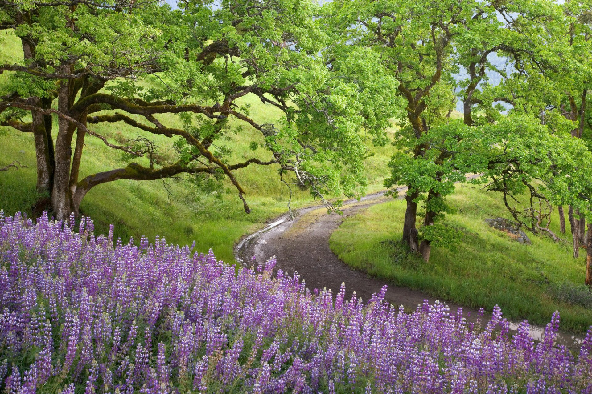 camino verde naturaleza árbol flores