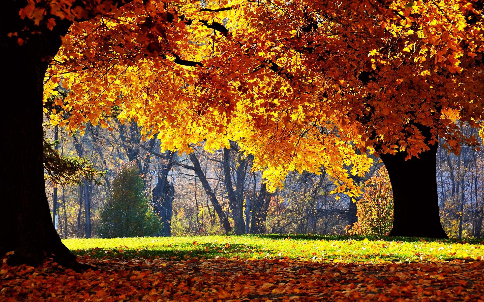 nature arbres parc photographie automne feuille chute des feuilles