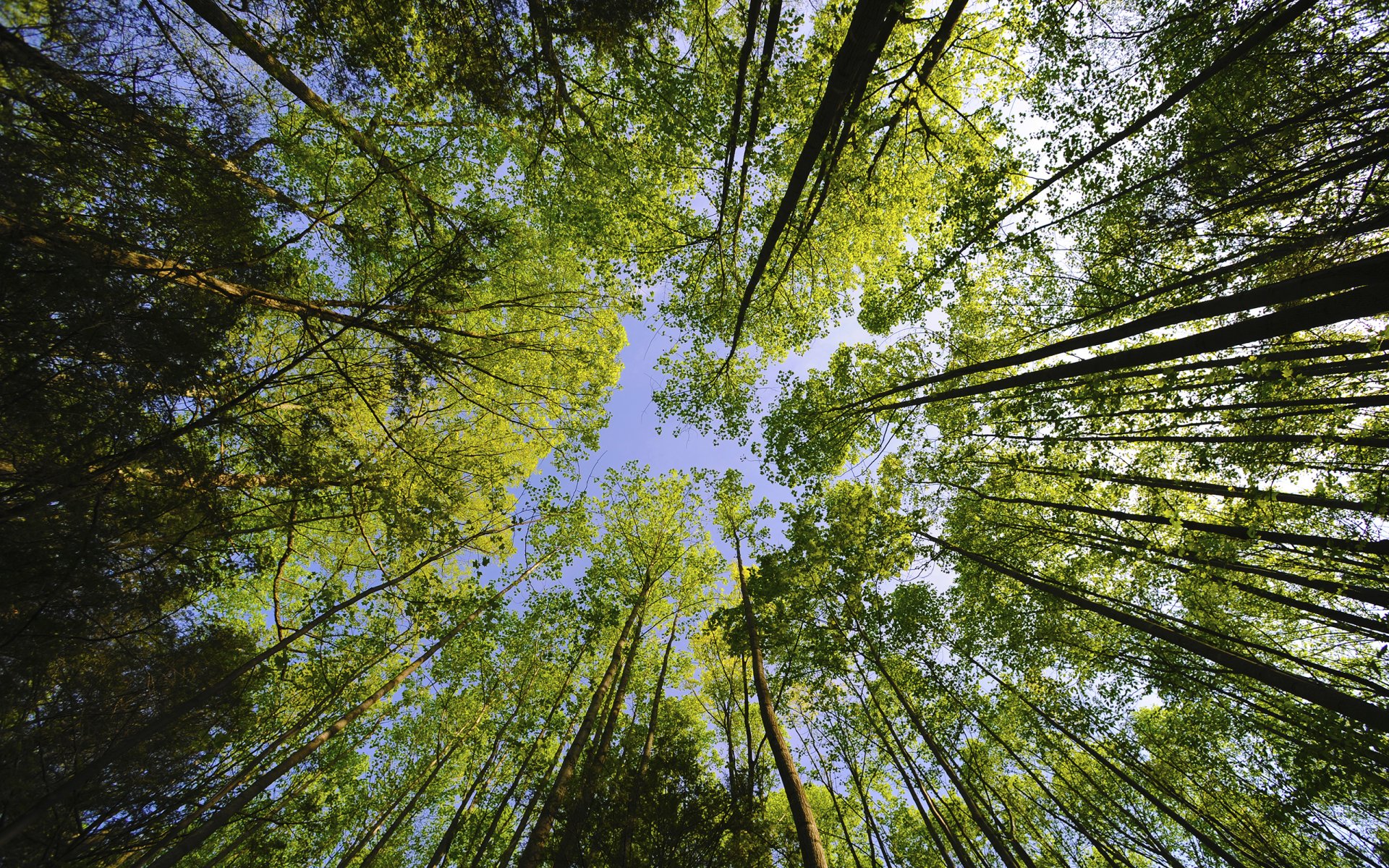 alberi cielo corone