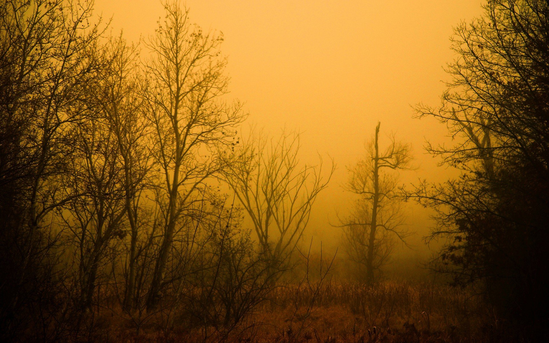 forêt matin arbres