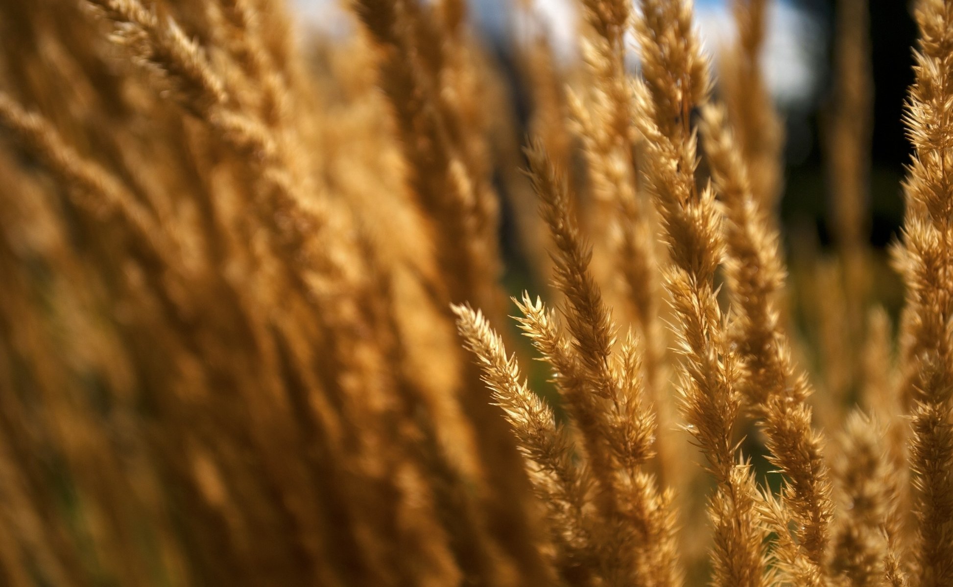 feld natur makro trocken kräuter