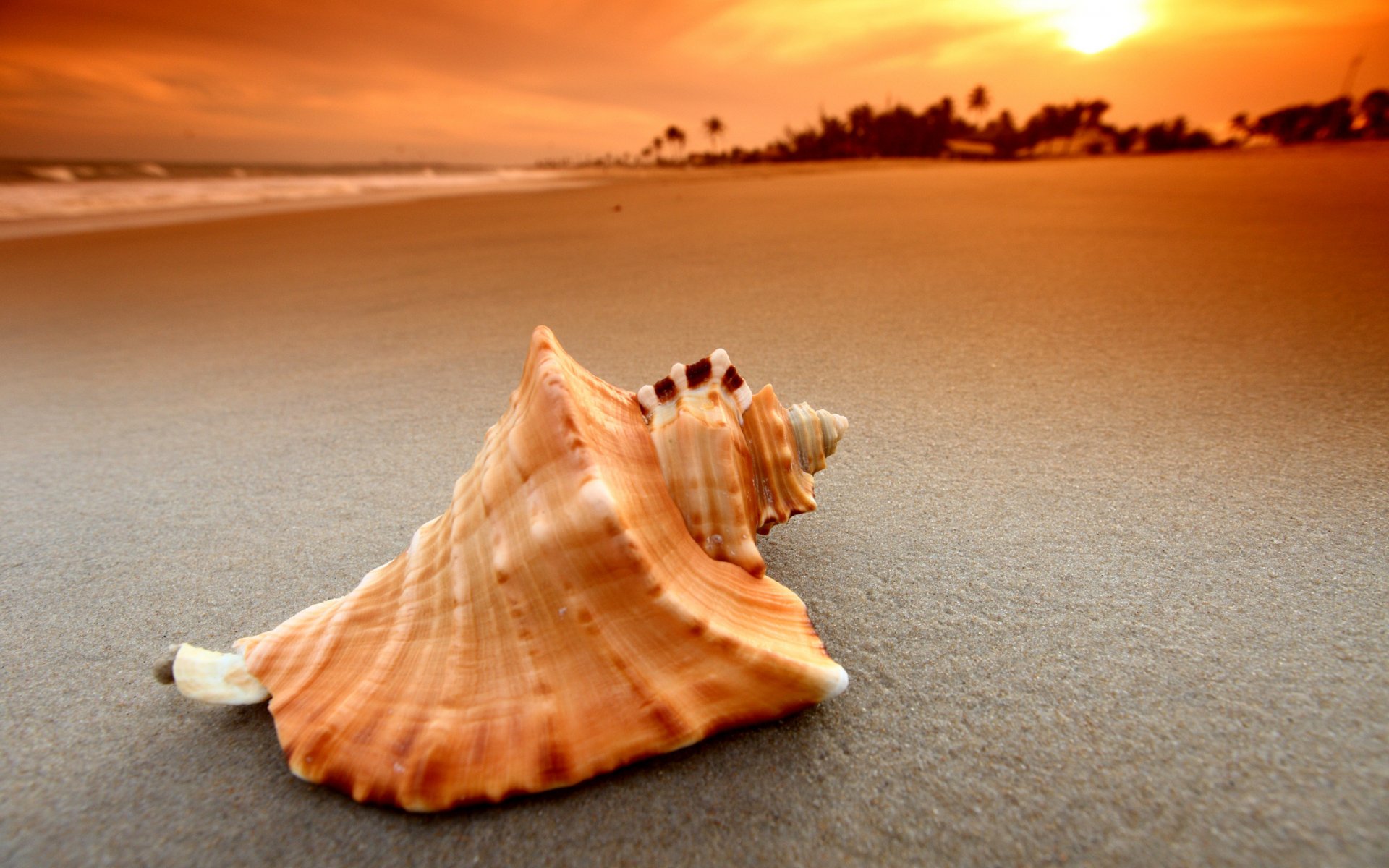 makro sandlandschaft muscheln muschel muschel muscheln sonne