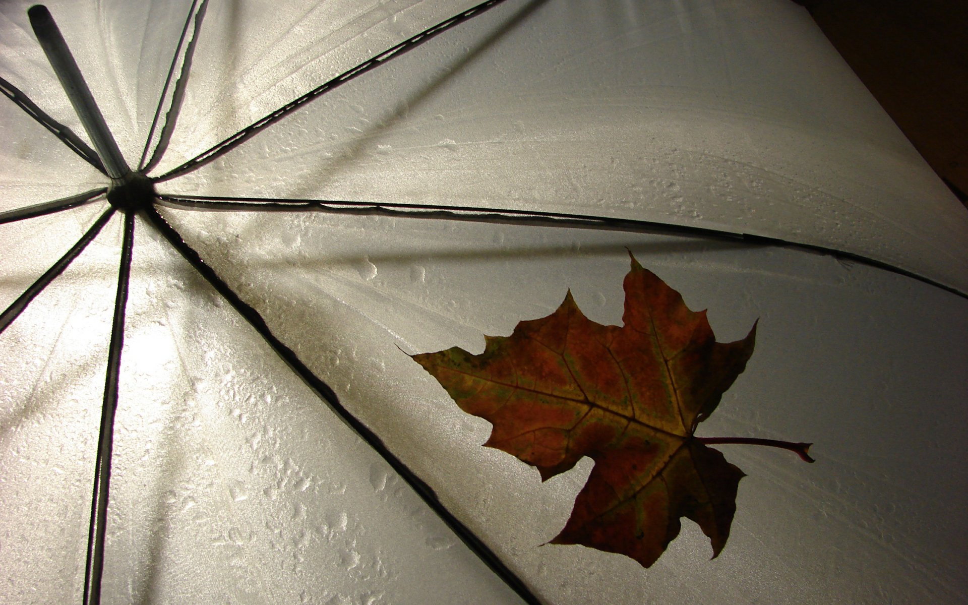 parapluie pluie feuille météo divers leav