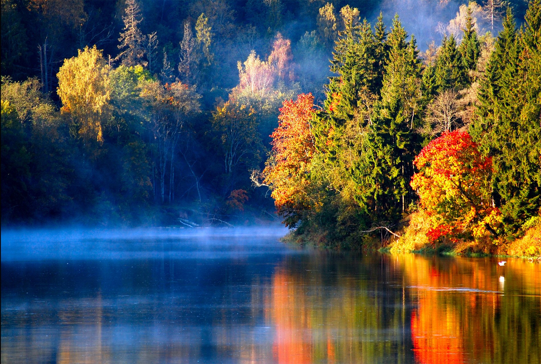 lettischer herbst herbst wald fluss vogel nebel morgen