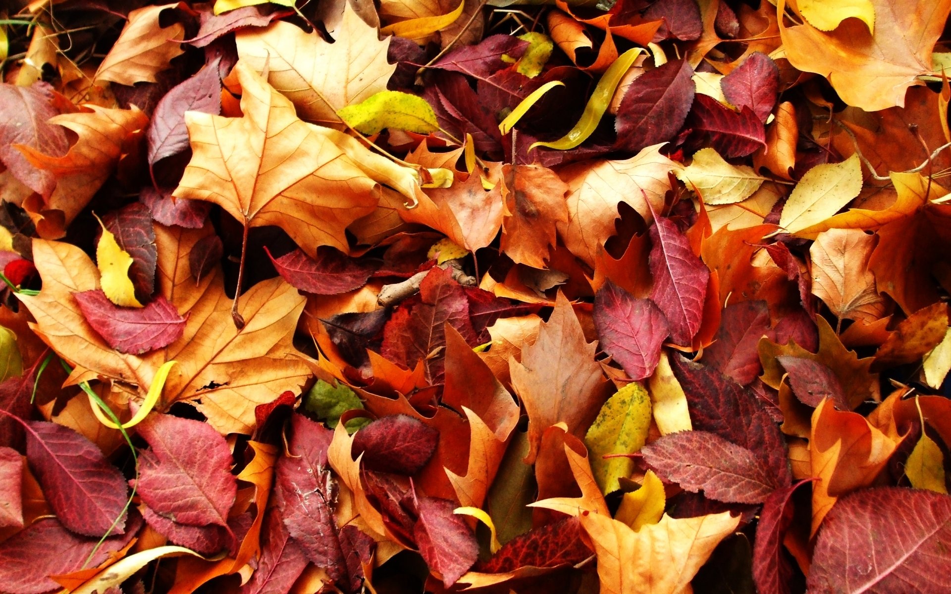 naturaleza otoño hojas rojas amarillas