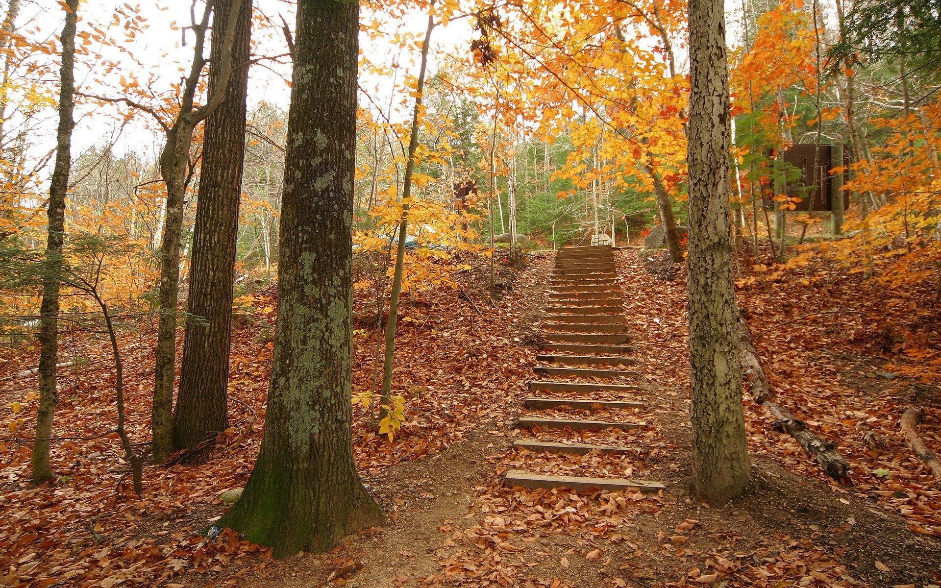 wallpaper autumn tree stair