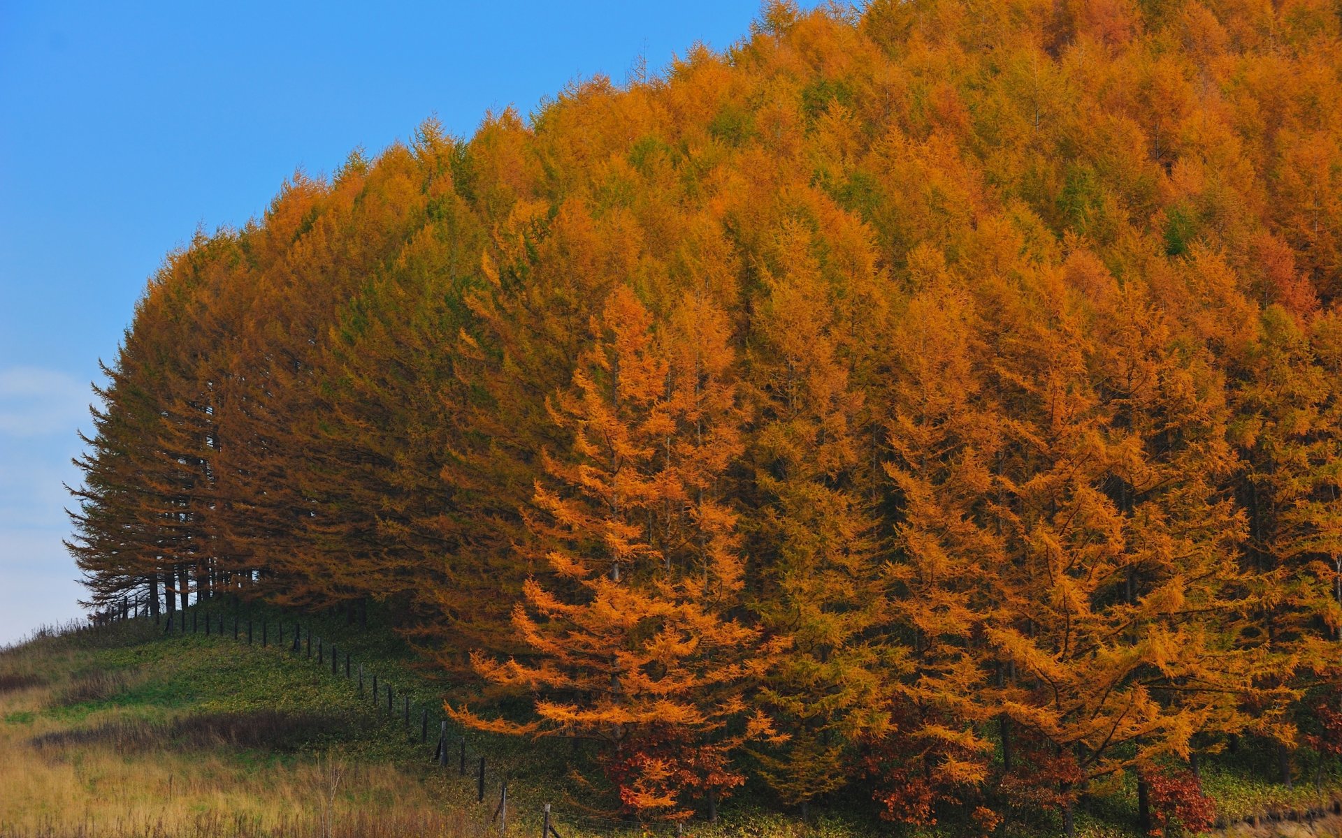 herbst wald bäume japan