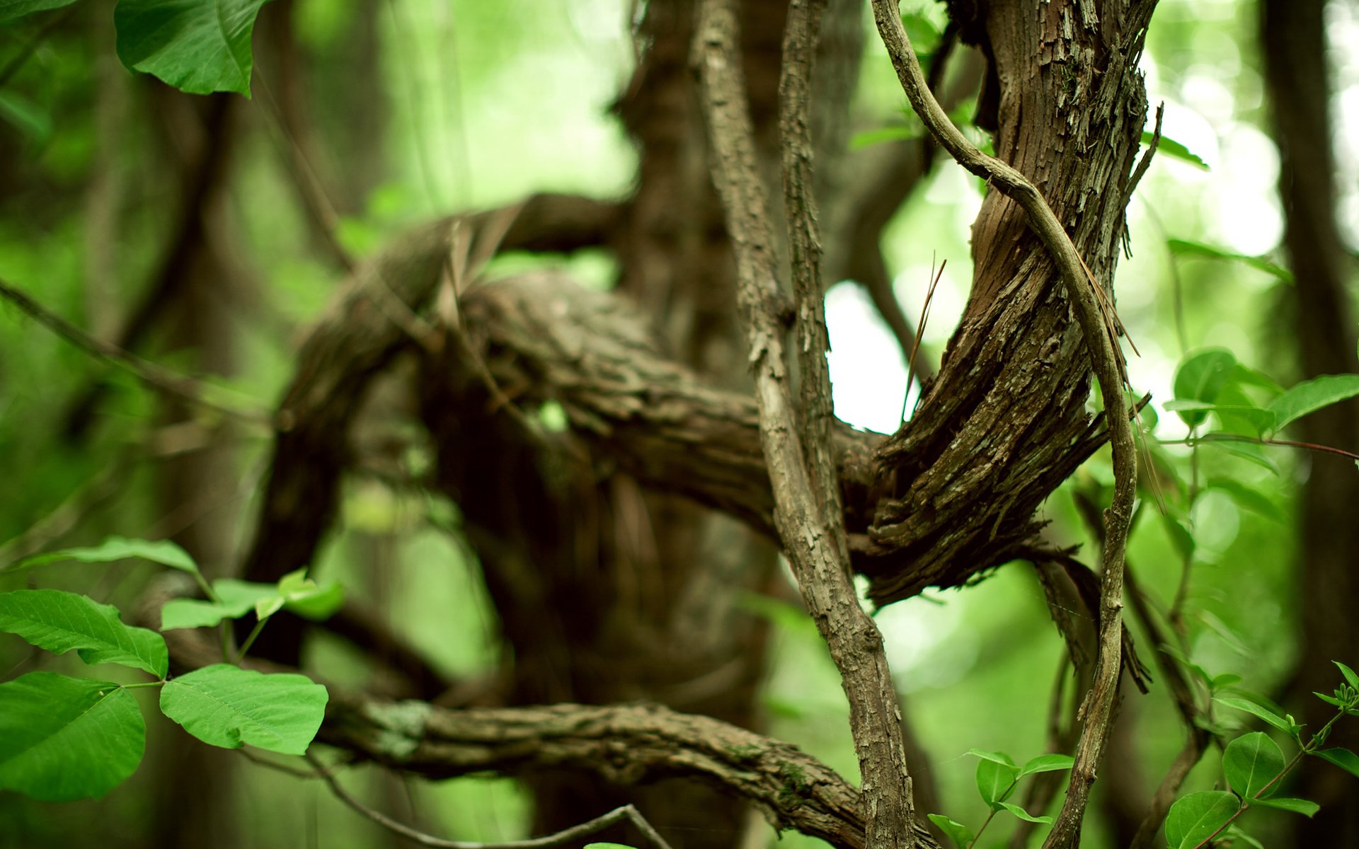 naturaleza bosque ramas ramas follaje vegetación plantas vida hojas de árboles green life foto