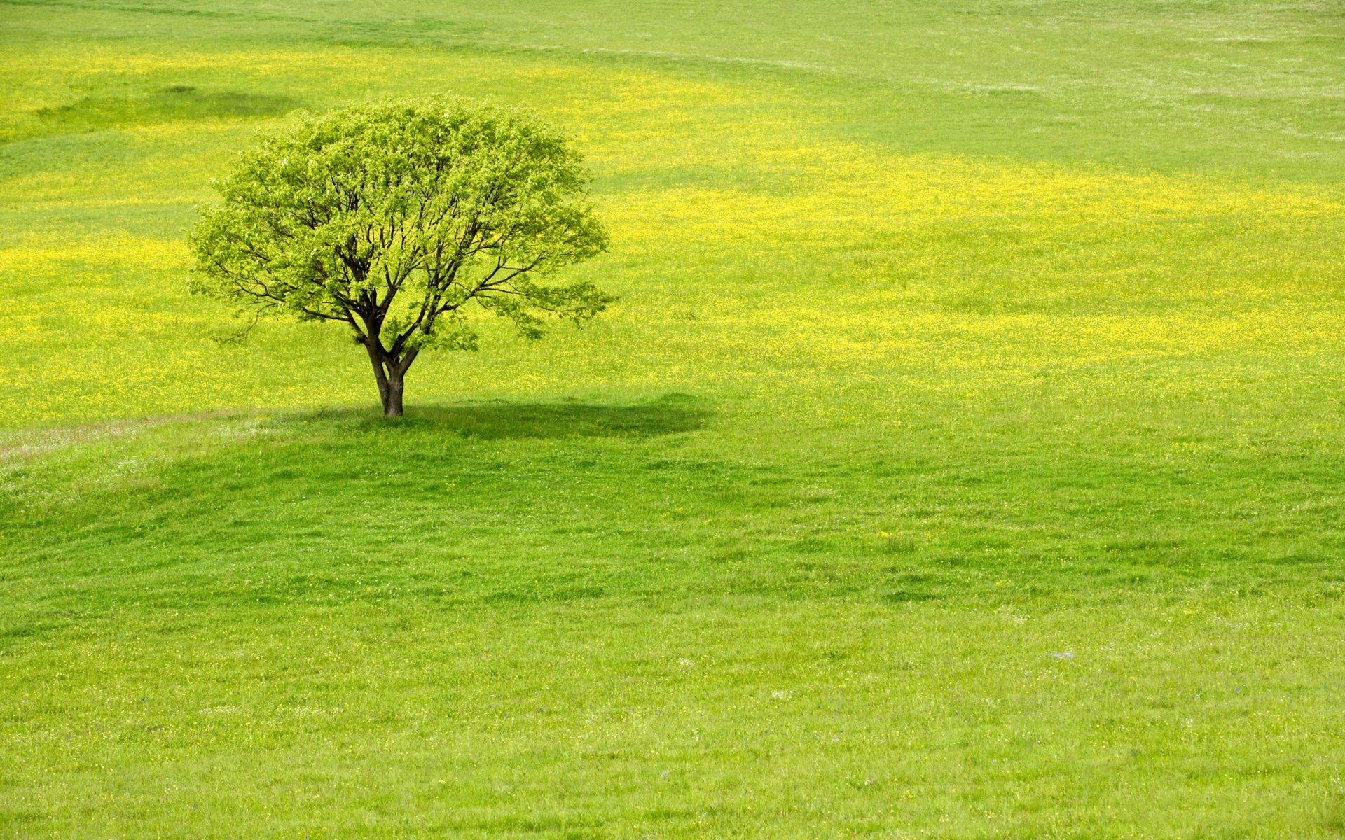 baum gras grüns