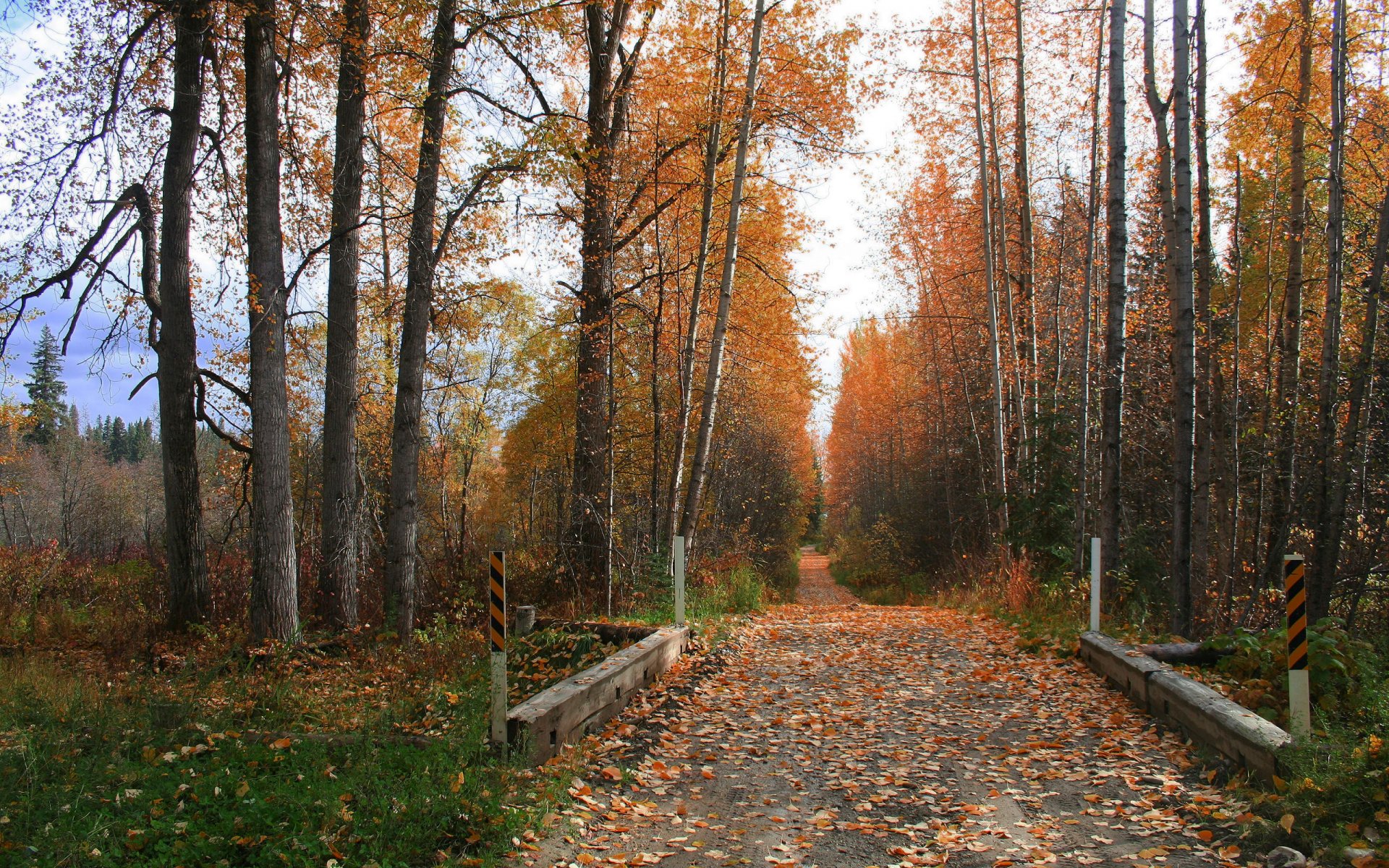 automne route arbres herbe feuilles