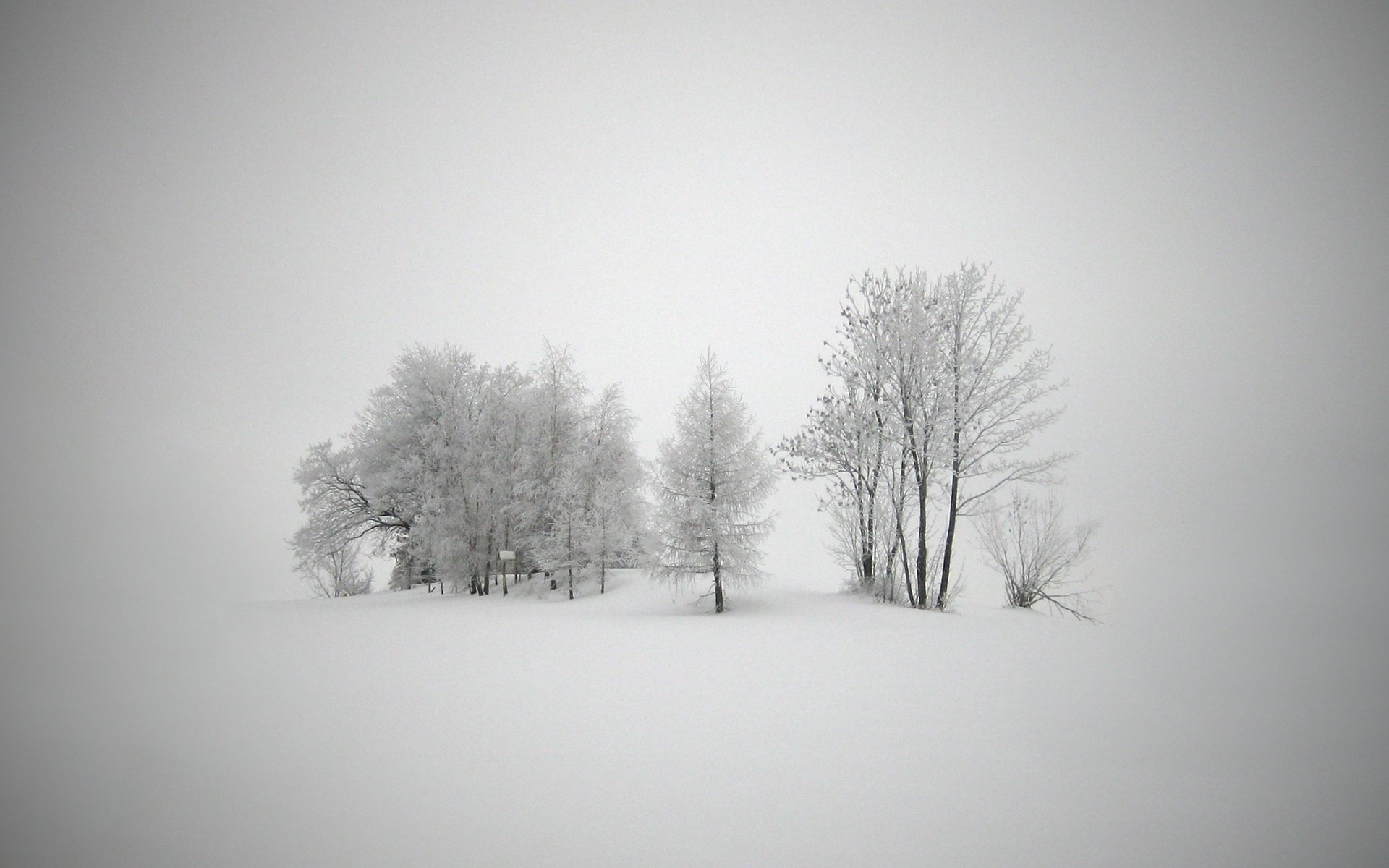 hiver paysages neige gel froid nouvel an arbres blizzard blizzard tempête de neige