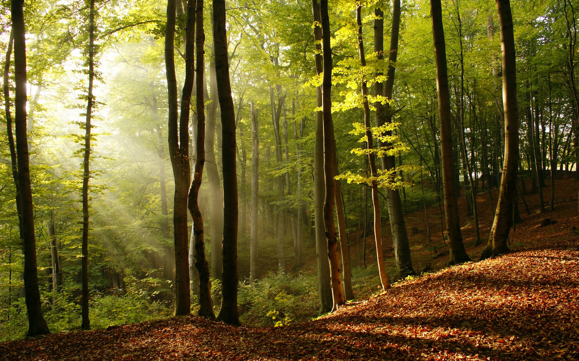 nature trees sun rays light tree leaves beauty