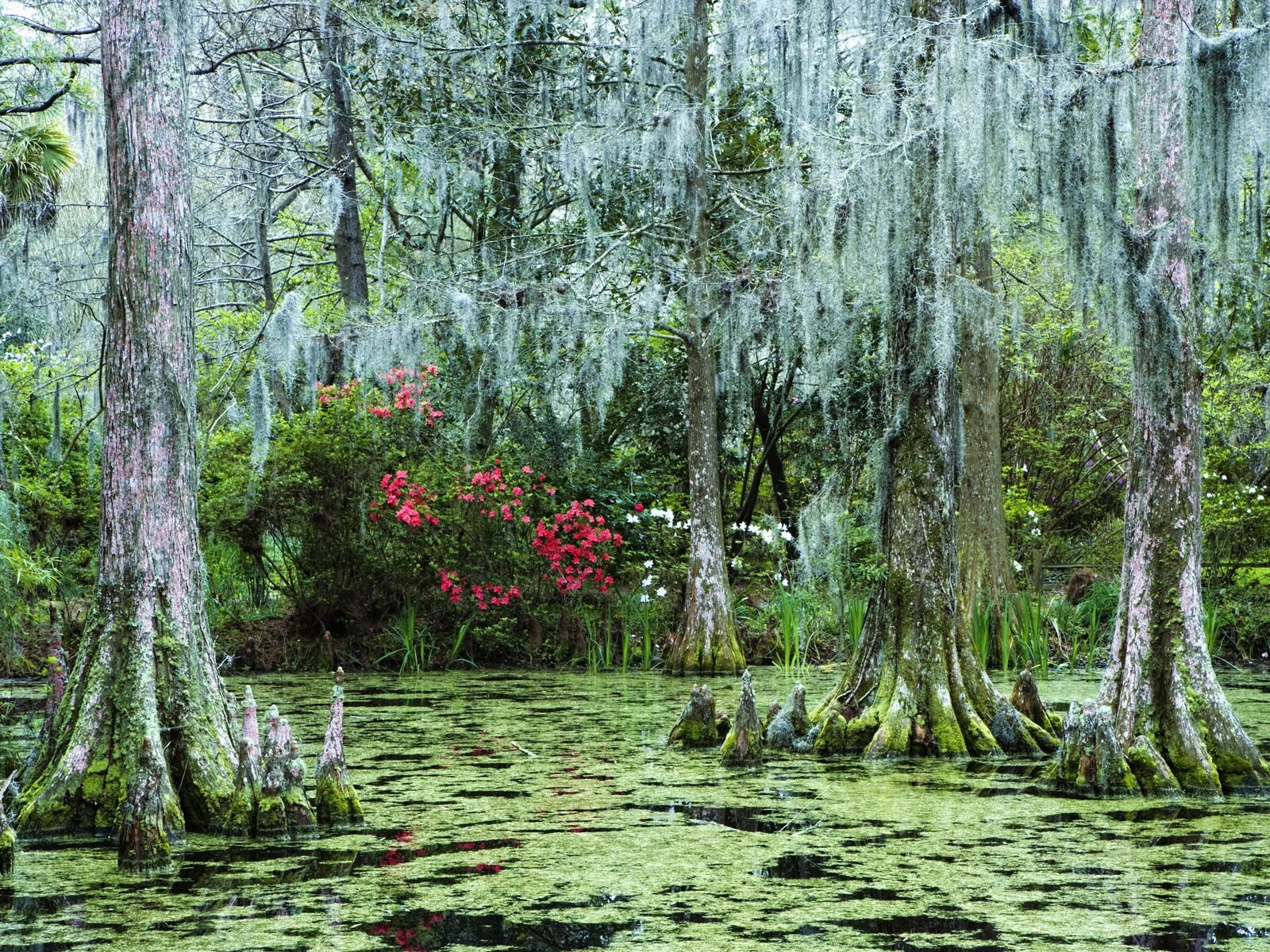 épave forêt marais fleurs