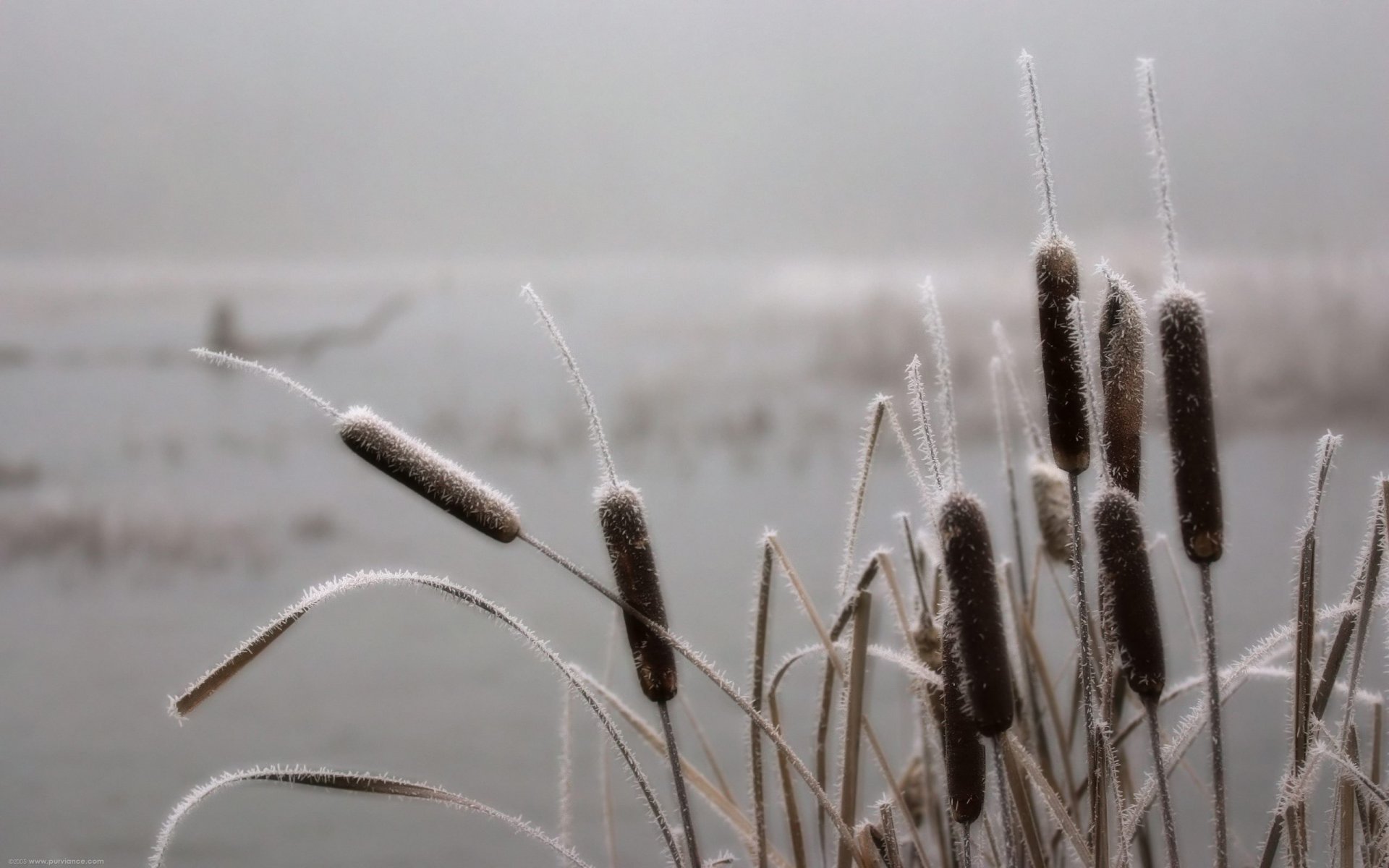 natura canne fiume cielo