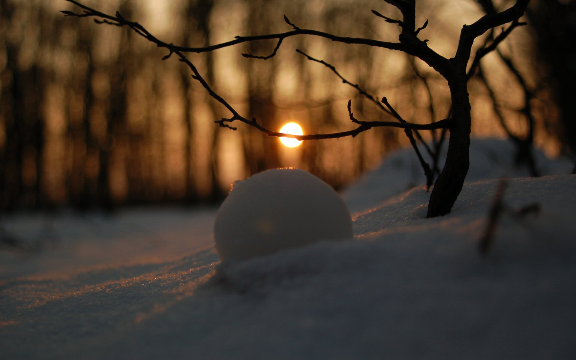 forêt d hiver neige fond d écran