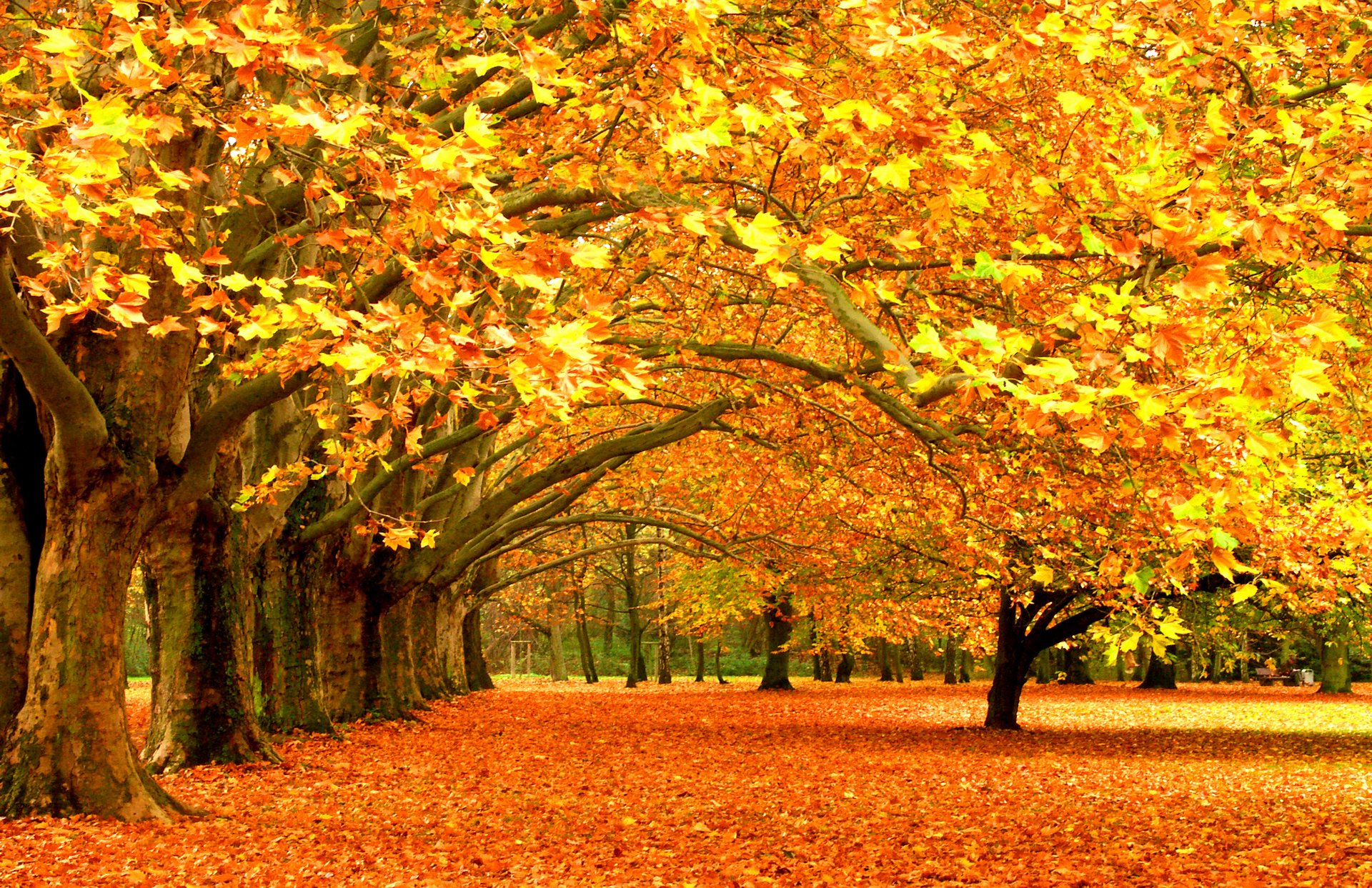 chute des feuilles feuillage arbres feuilles parc forêt tree