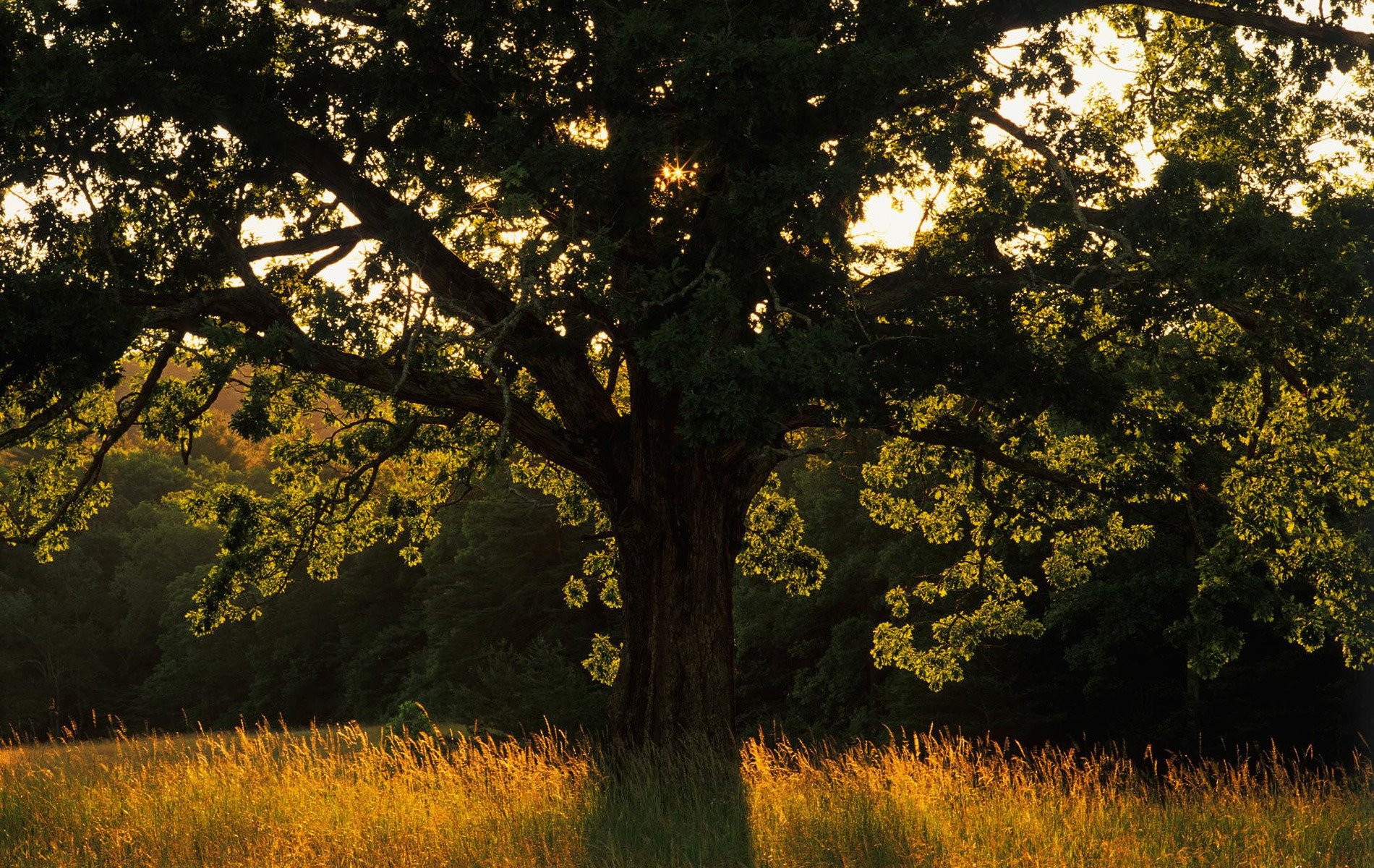 naturaleza árboles luz rayos hierba campo foto