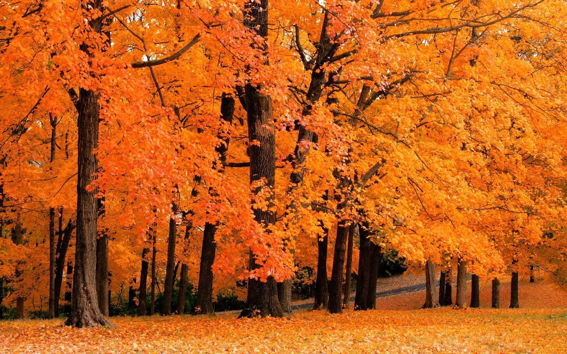 natura autunno alberi foreste parchi foglie caduta delle foglie