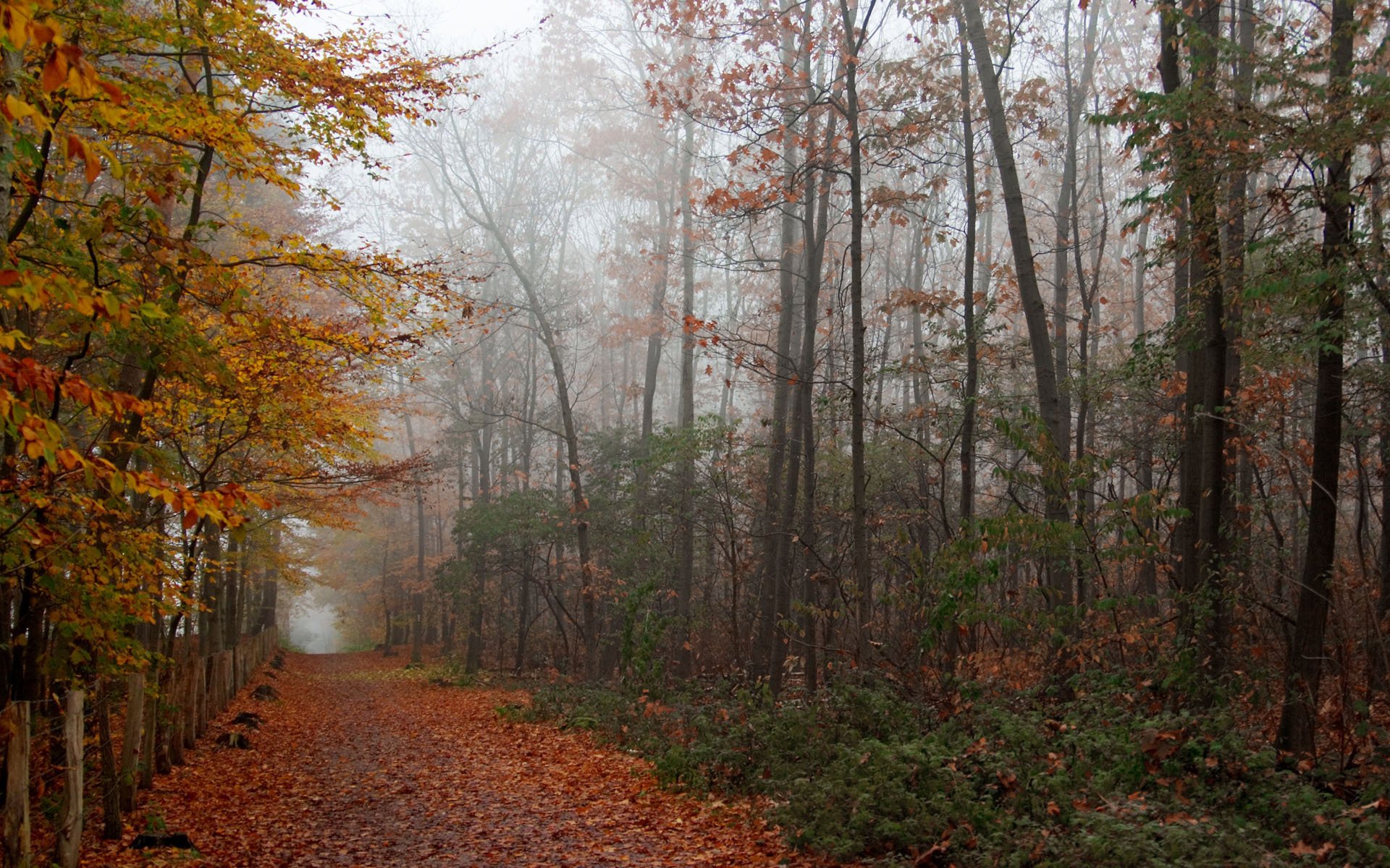 wald.straße laub herbst