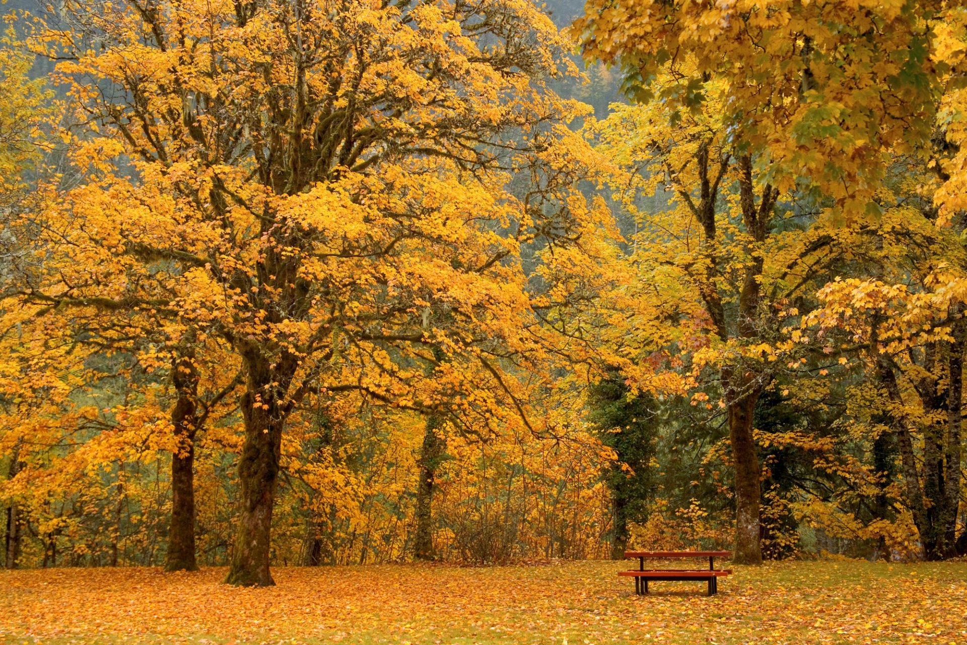 autumn bench leave