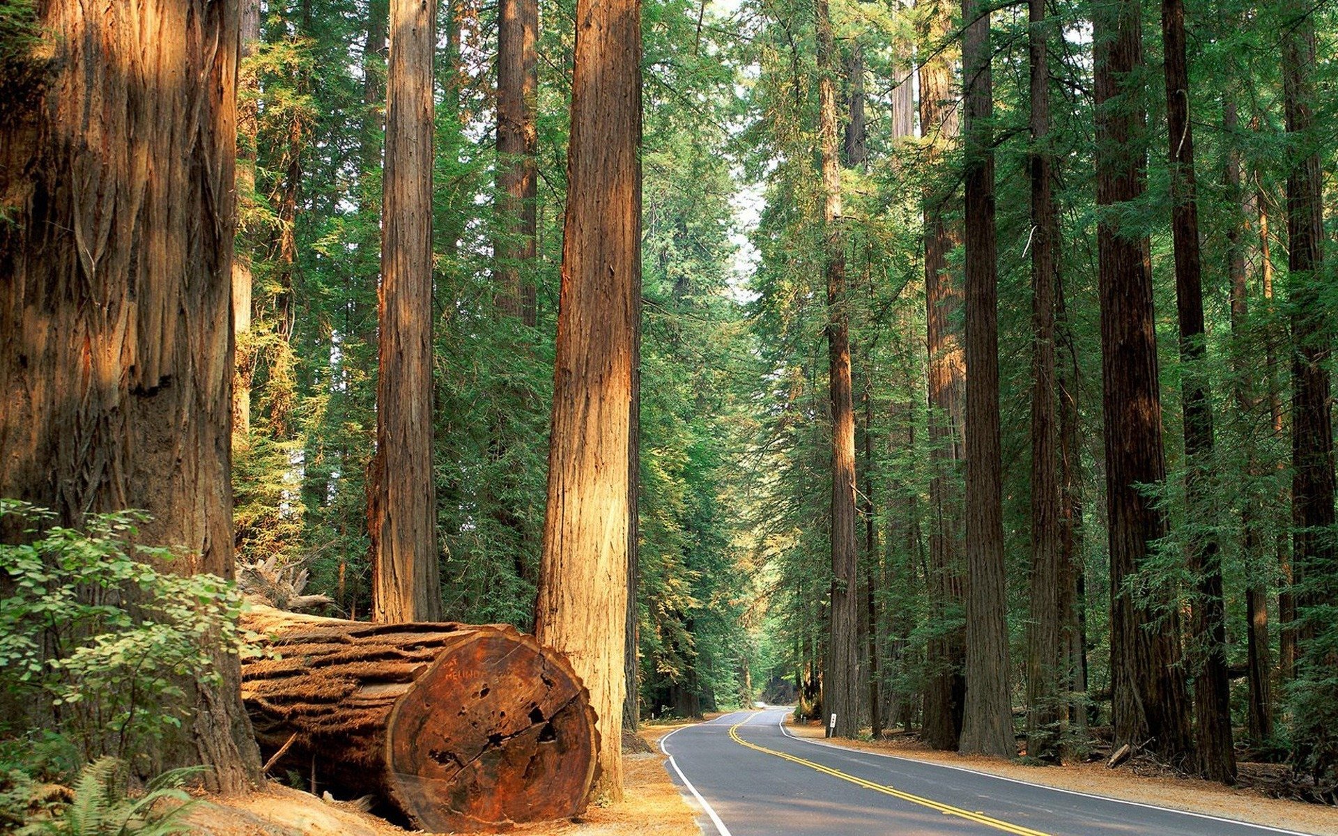 road forest tree nature trees road