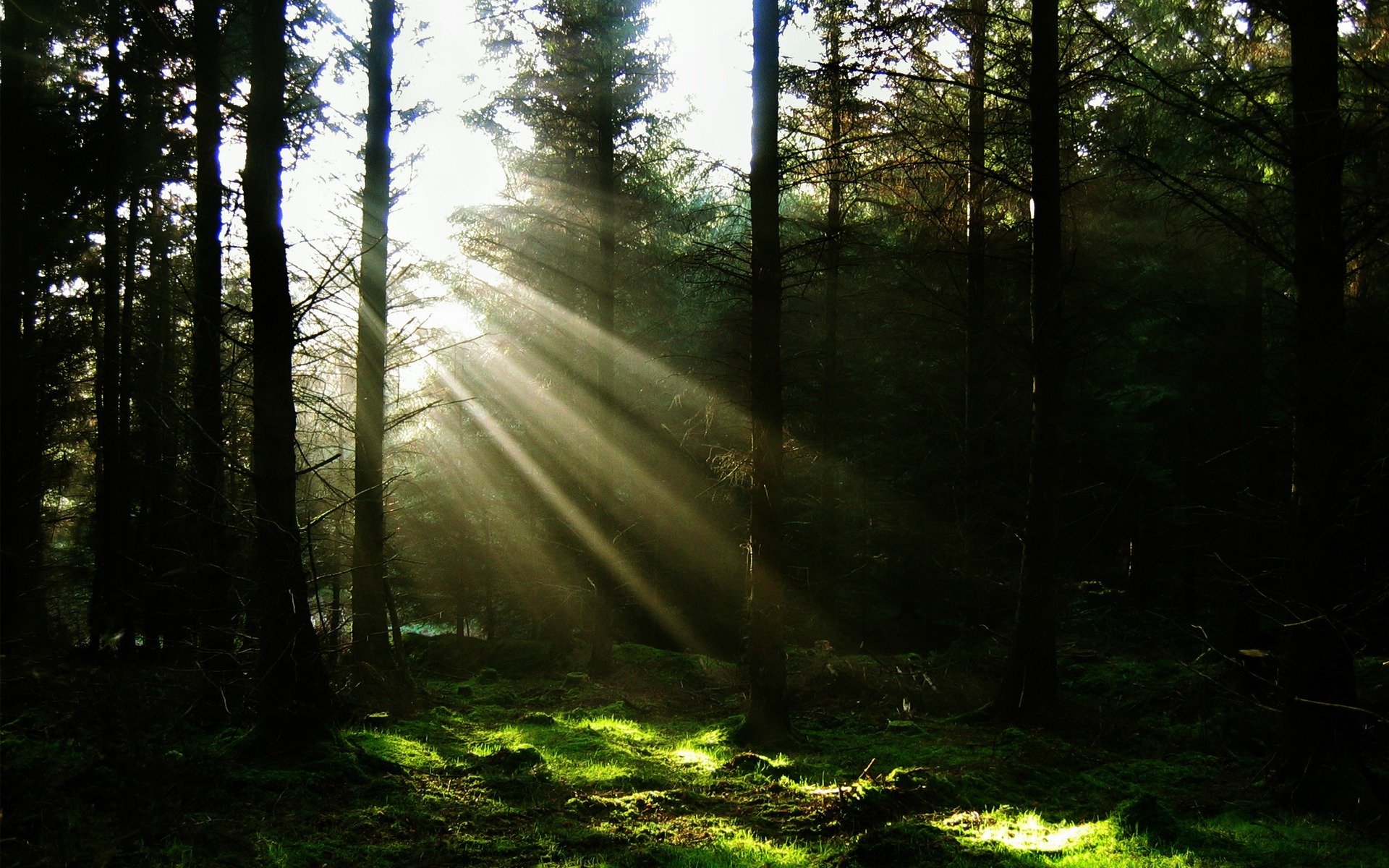 licht wald sonne strahlen