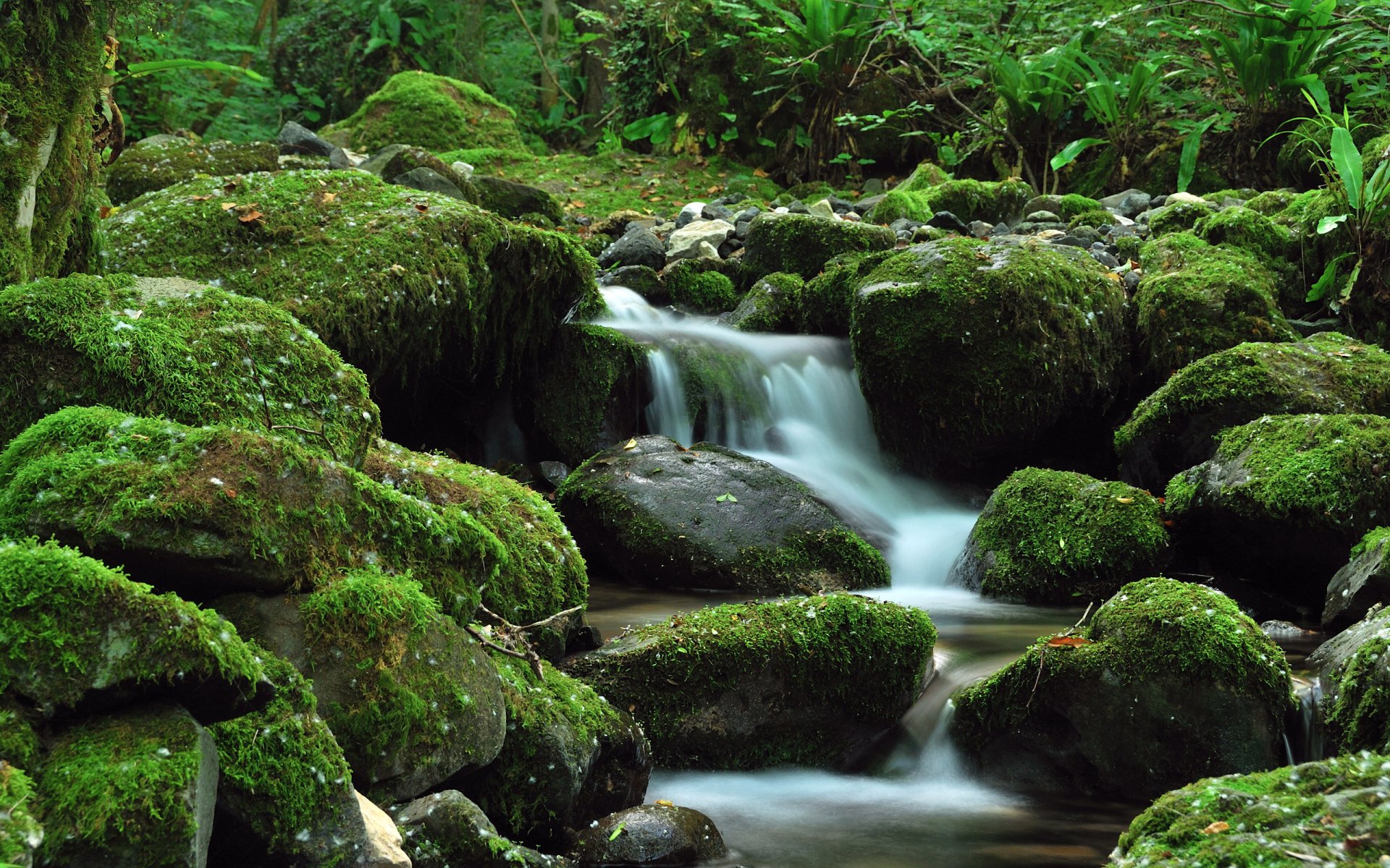 vegetación rocas cascada arroyo