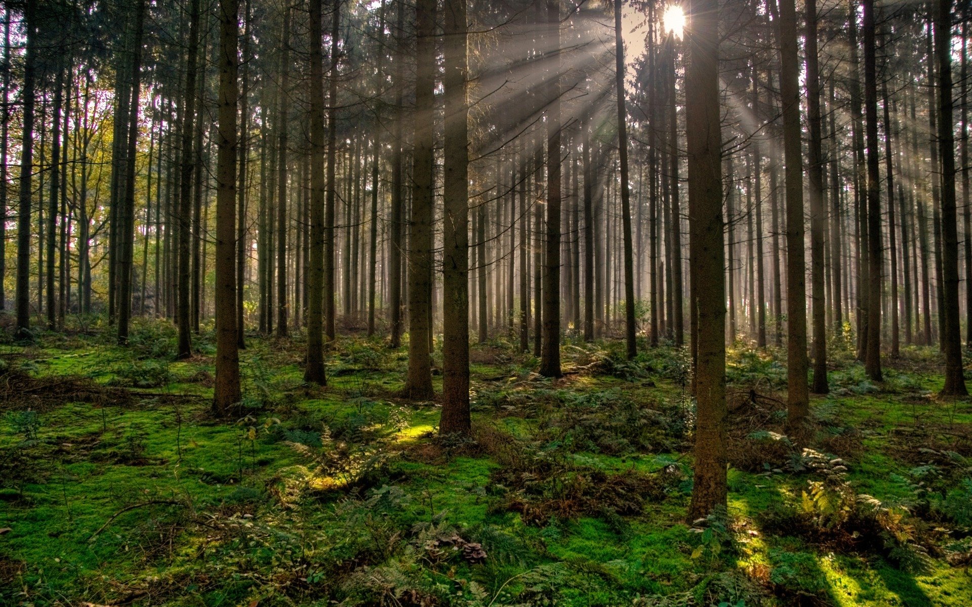 forest tree night sun nature