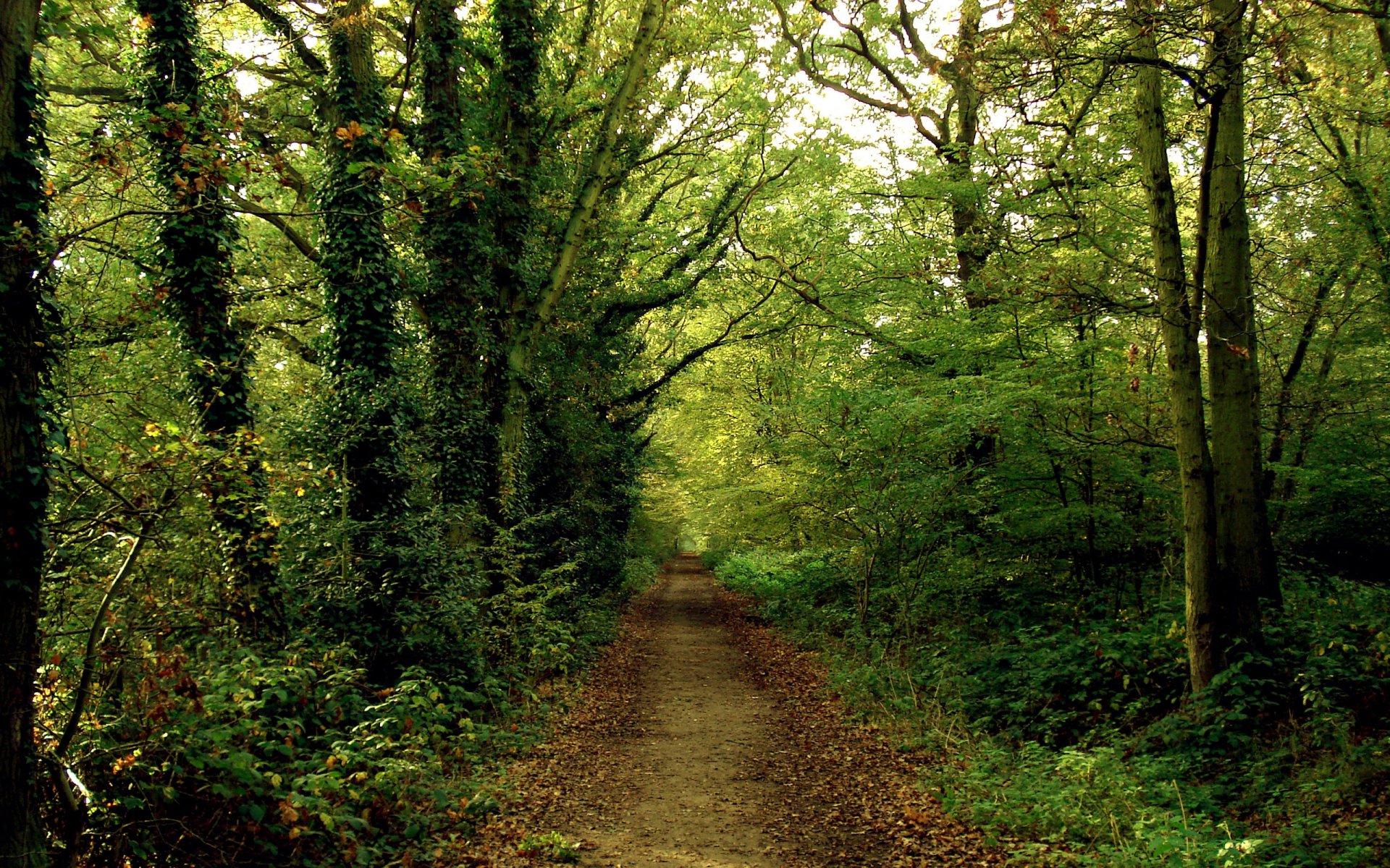 foresta strada sentiero