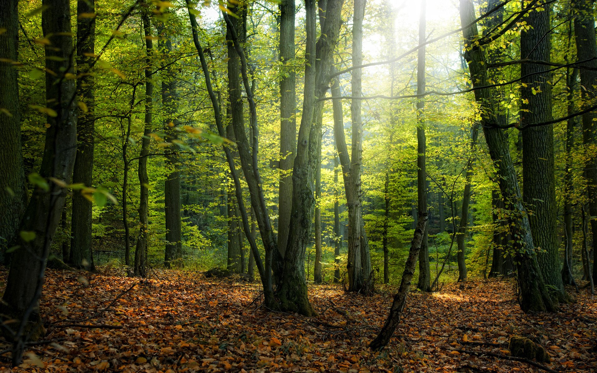 natura park lasy drzewa drzewo liście jesień