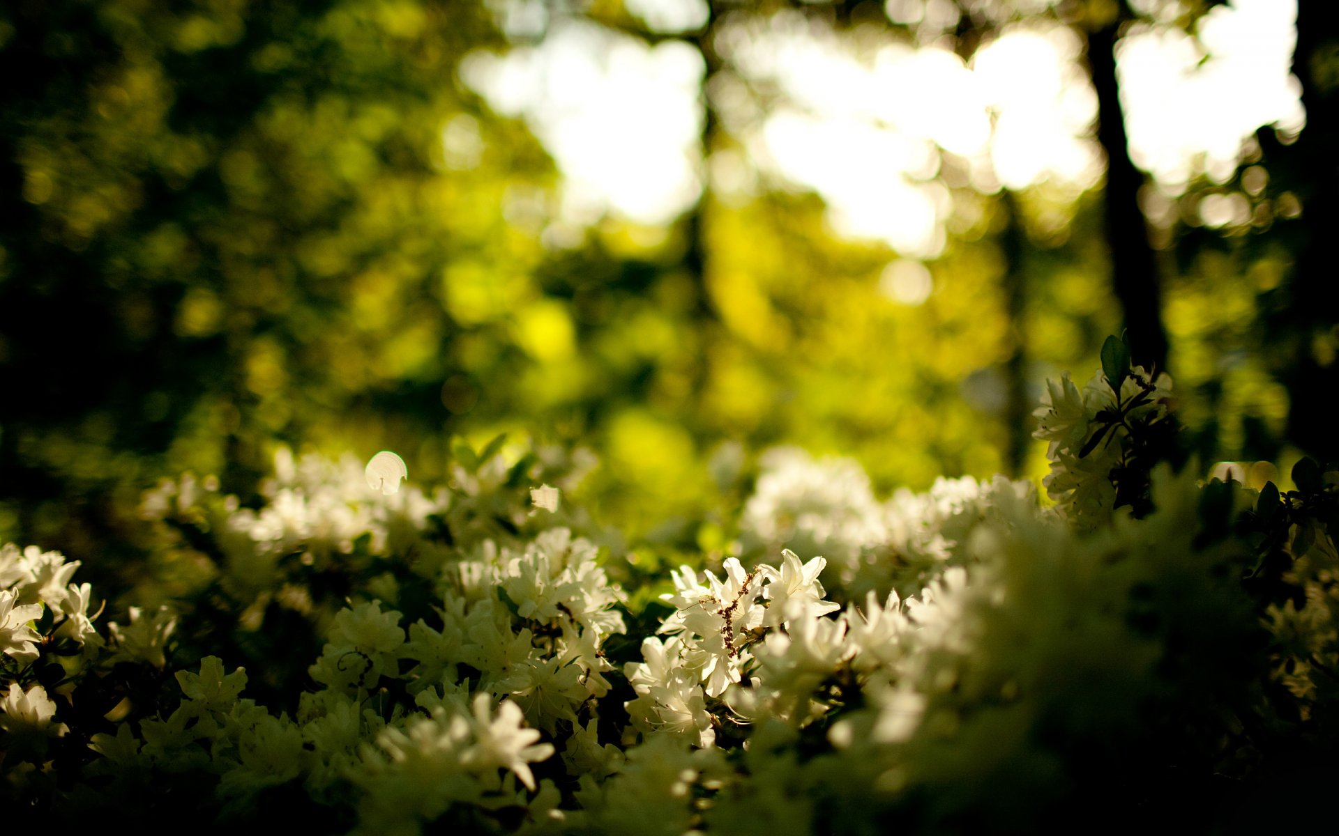 natura fiori foresta