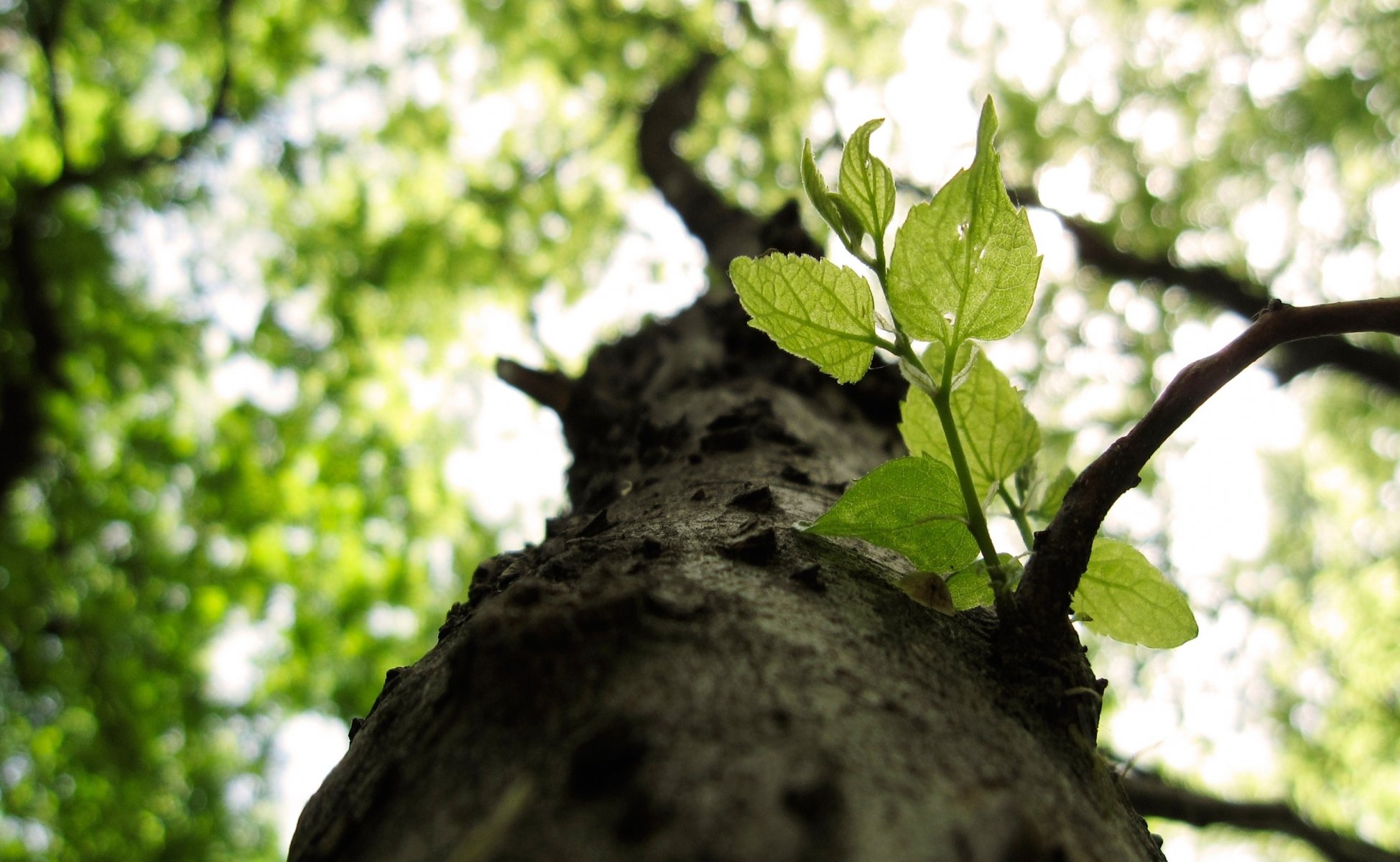 nature arbre gros plan branches feuilles