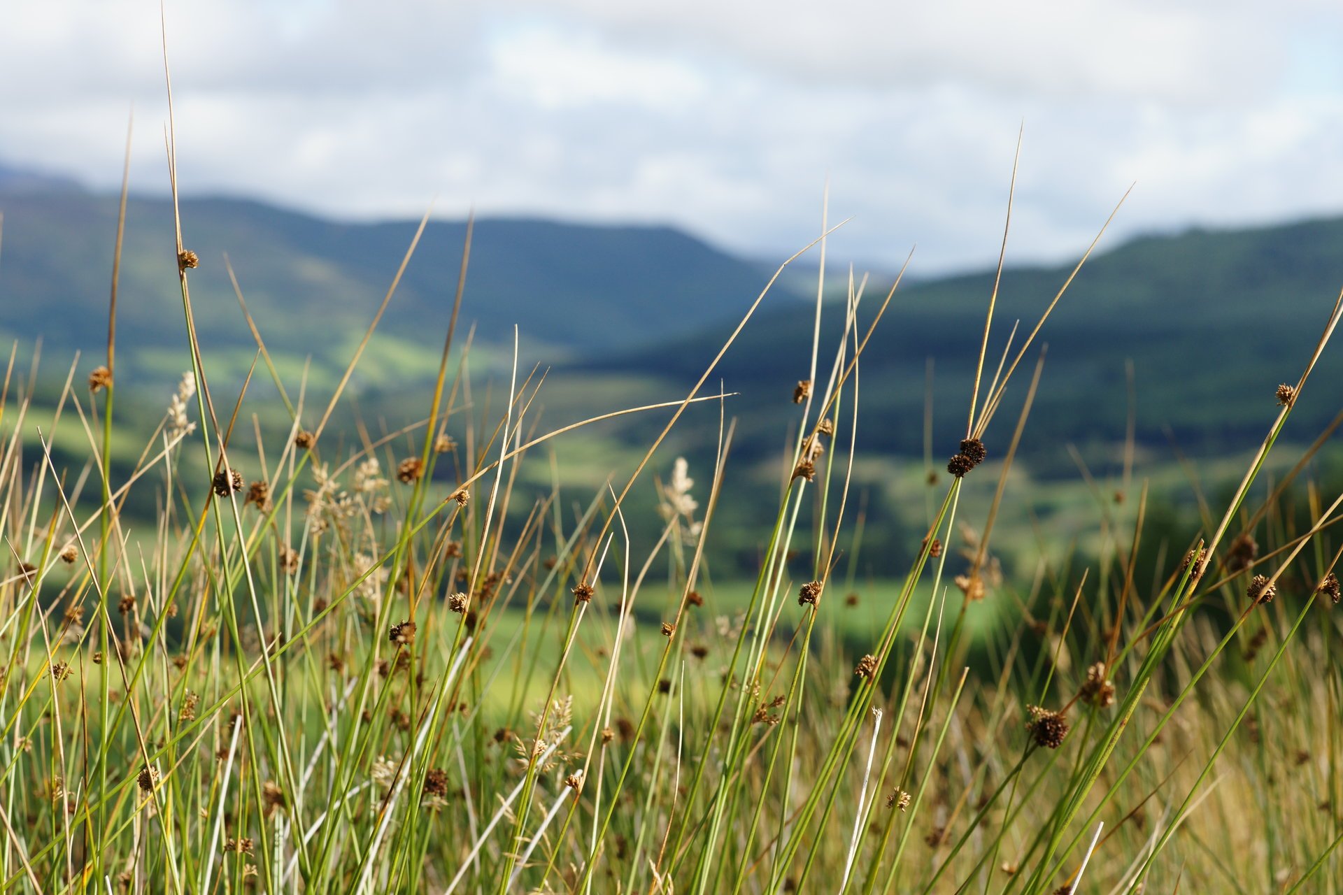 herbe montagnes ciel