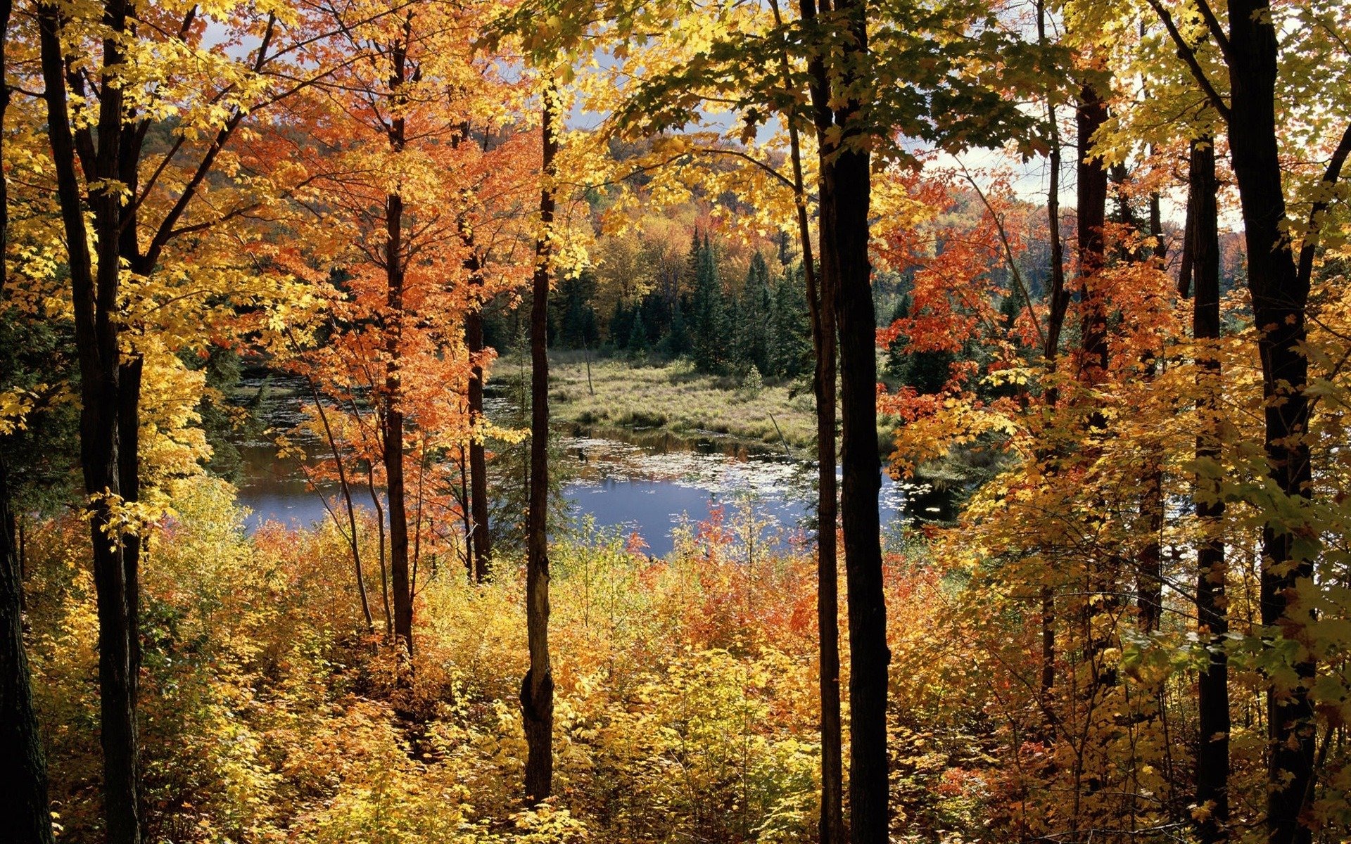 paesaggio autunno alberi palude